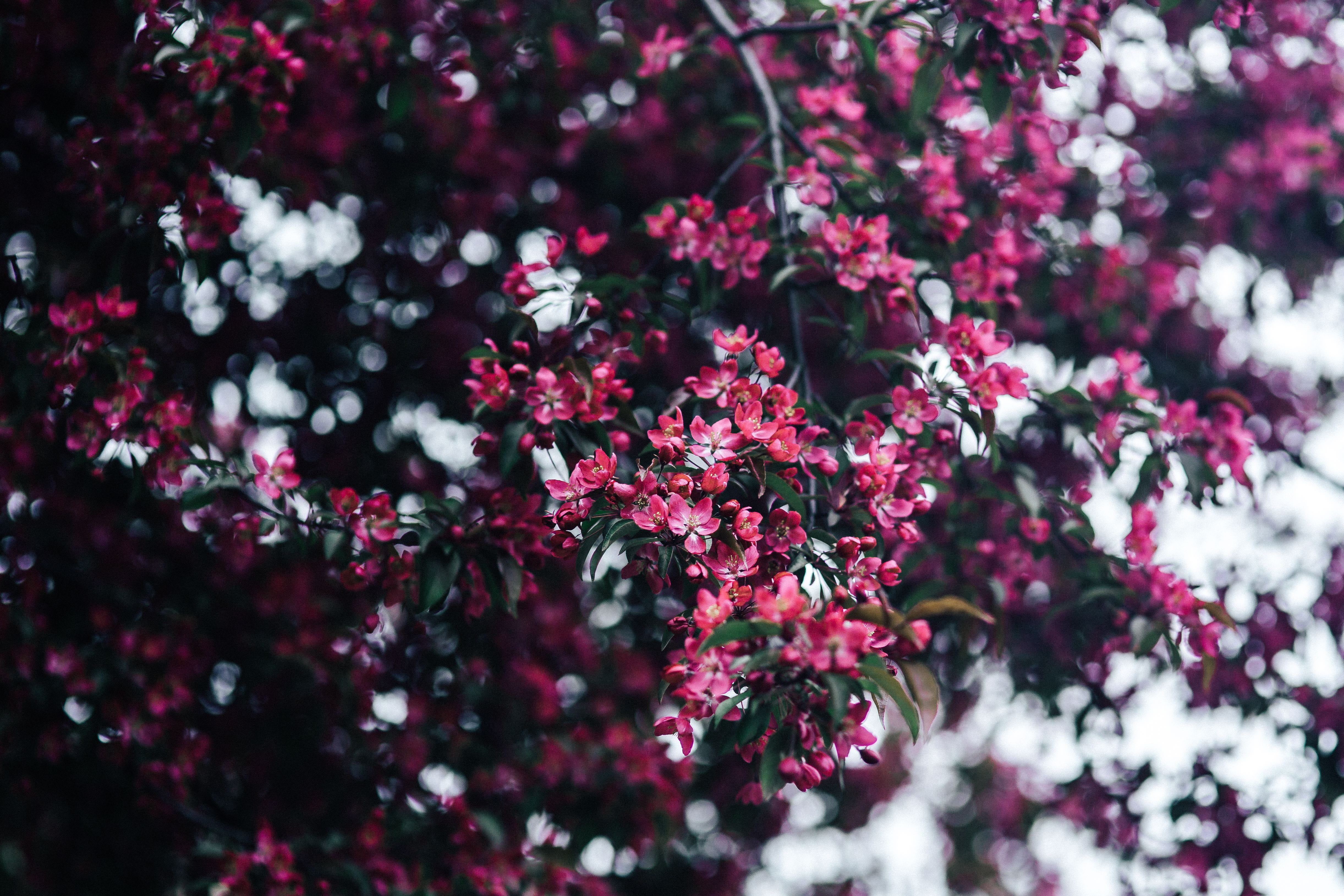 flowering plant, tree, red, fragility, close-up, growth, no people, freshness, backgrounds, nature, flower head, flowers, copy space, springtime, lovely, HD Wallpaper