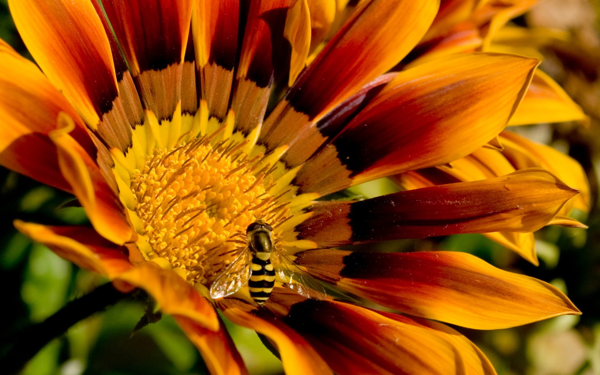 1080P, insect, yellow flowers, flowers, macro, nature, bees, HD Wallpaper
