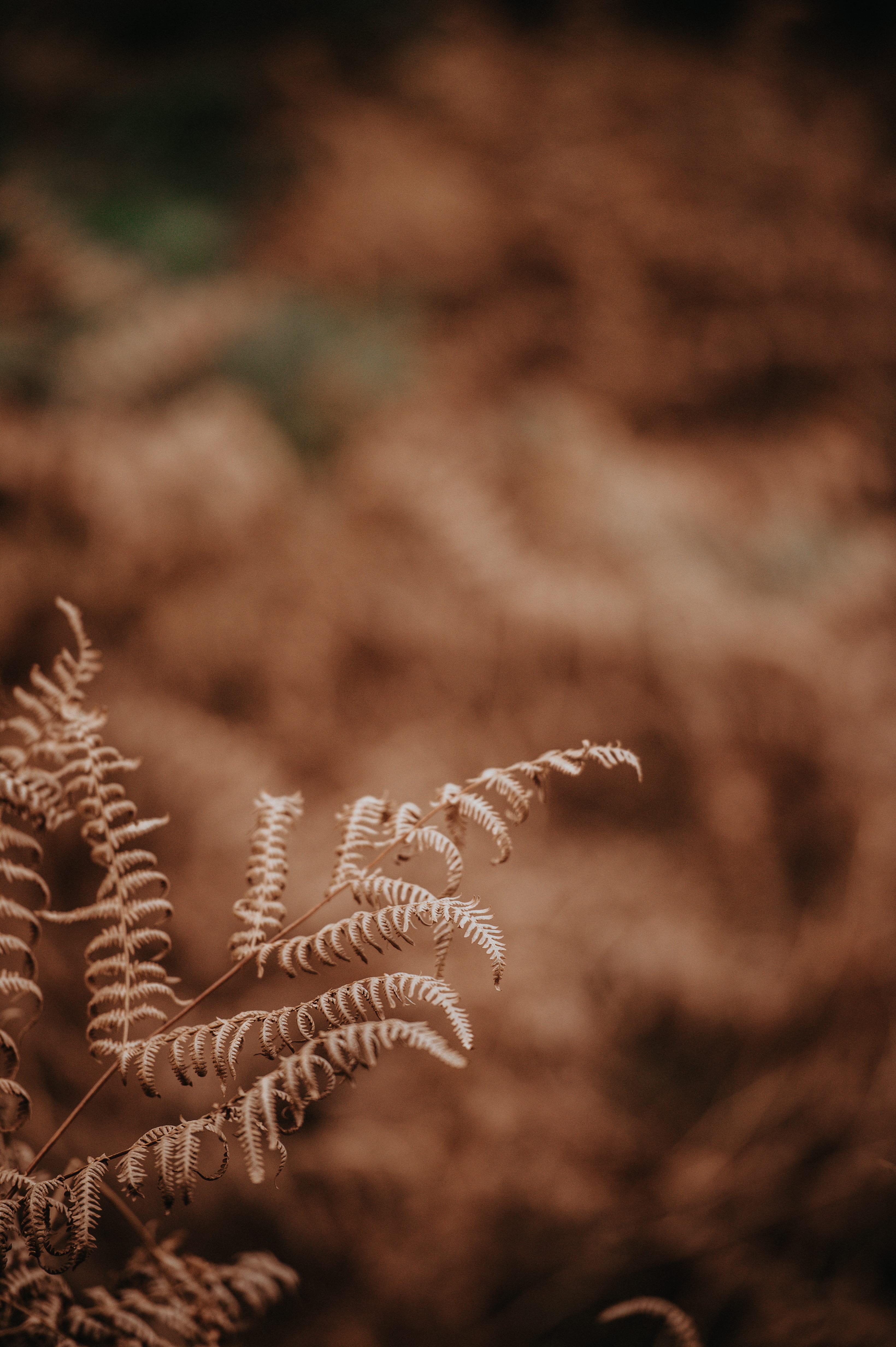 field, photography, fall, sephia, dry, cold temperature, nature, forest, growth, selective focus, no people, fragility, vulnerability, tranquility, plant, Phone HD Wallpaper