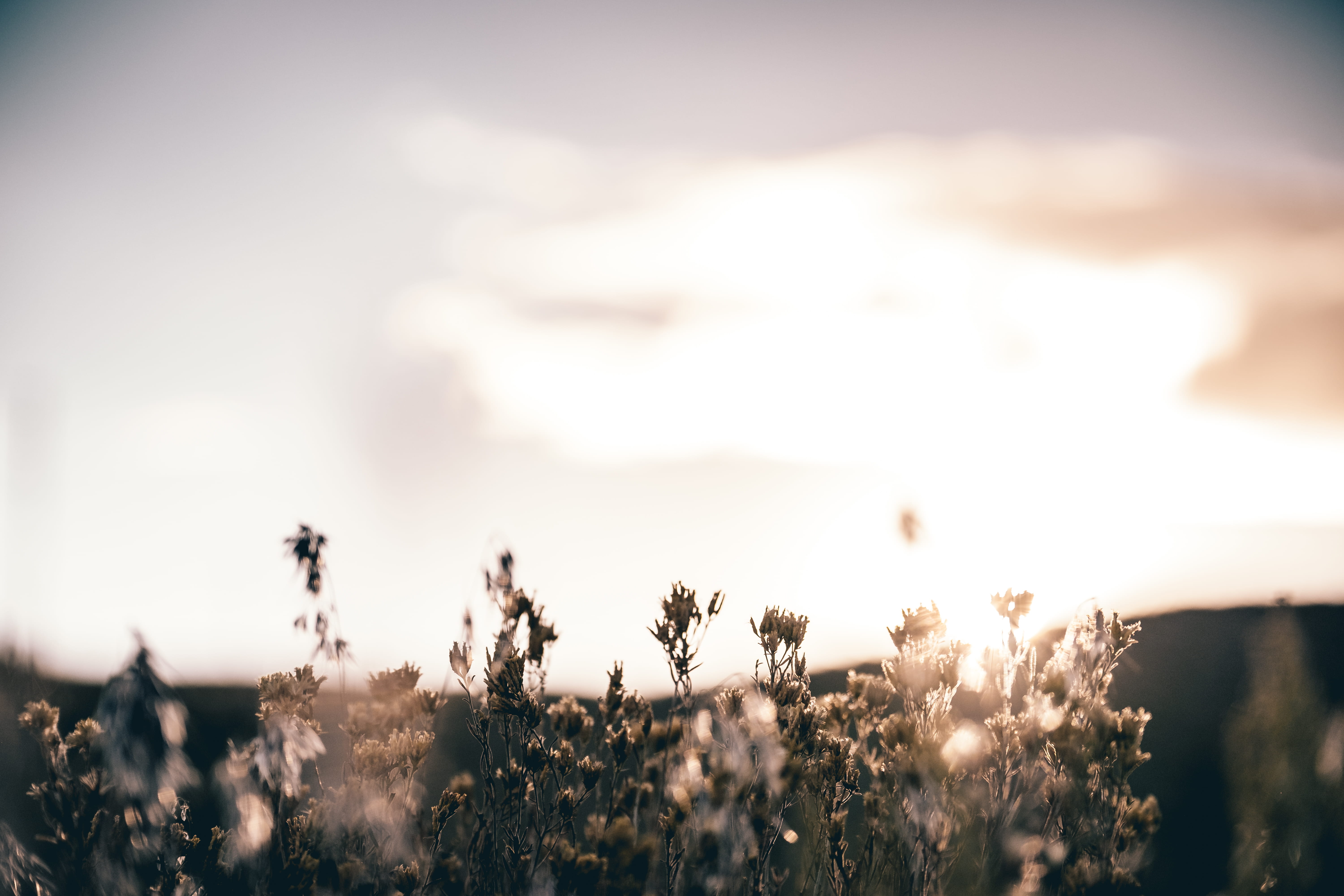 defocused, plant, shallow, scenics - nature, environment, cloud - sky, photo, focus, growth, outdoors, flowers, sky, bright, beauty in nature, sunlight, HD Wallpaper