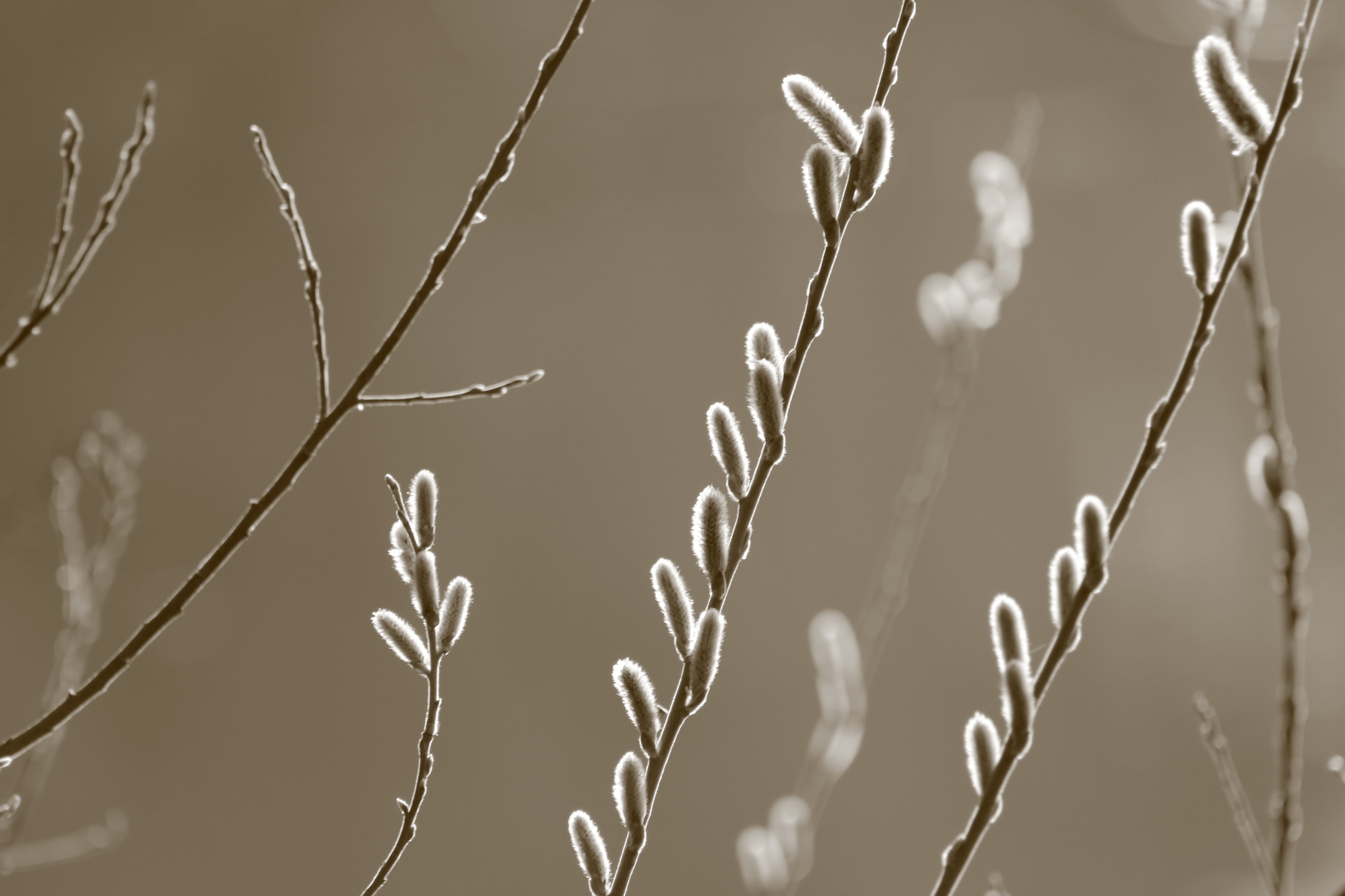 tree, plant stem, sunlight, day, 5K, bud, spring awakening, pussy willow, outdoors, fragility, growth, no people, sephia, beauty in nature, tranquility, HD Wallpaper