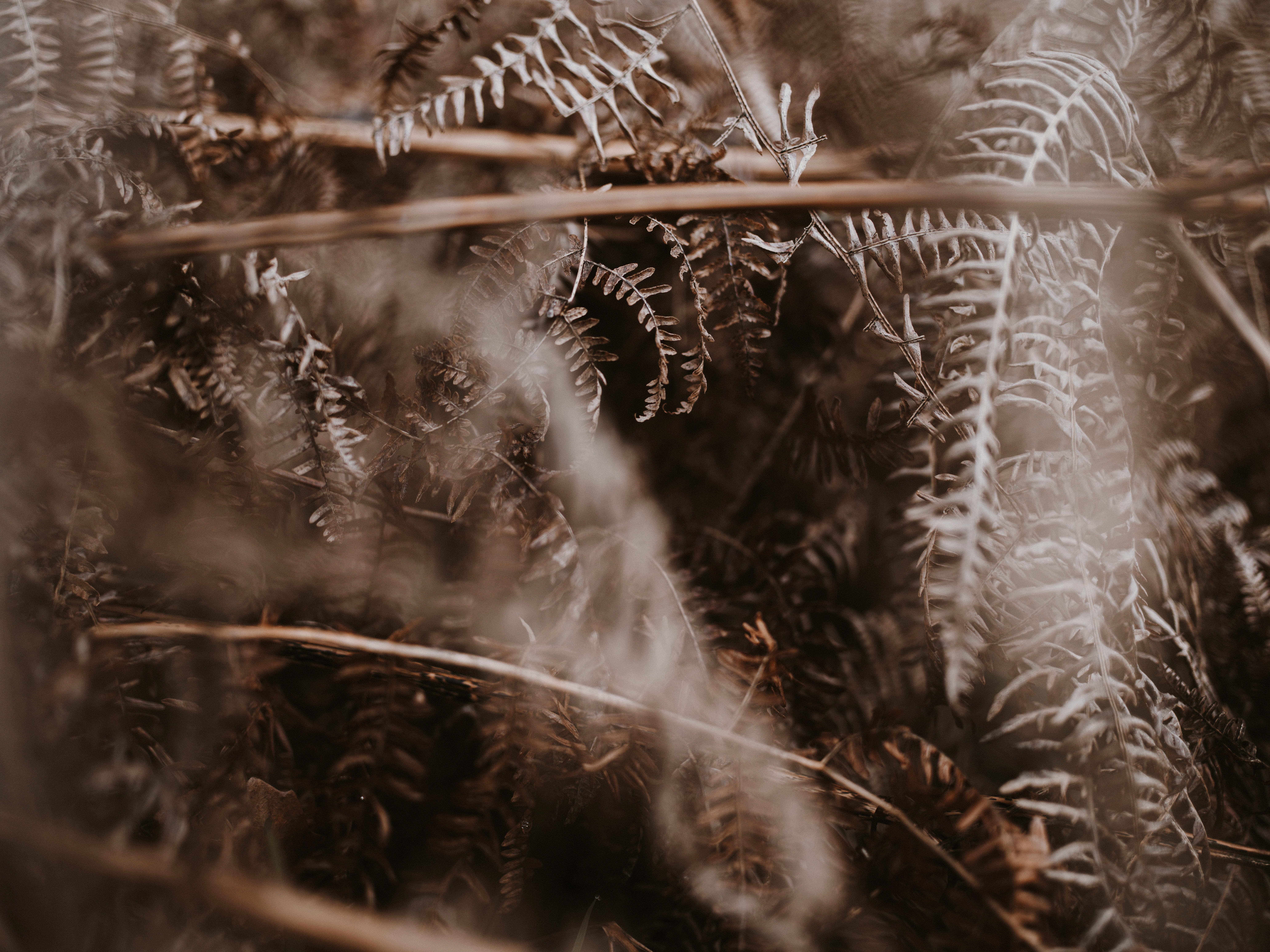 ice, close-up, fir, full frame, field, nature, clothing, animal, fractal, cardinal, tranquility, security, photography, selective focus, overcoat, land, HD Wallpaper