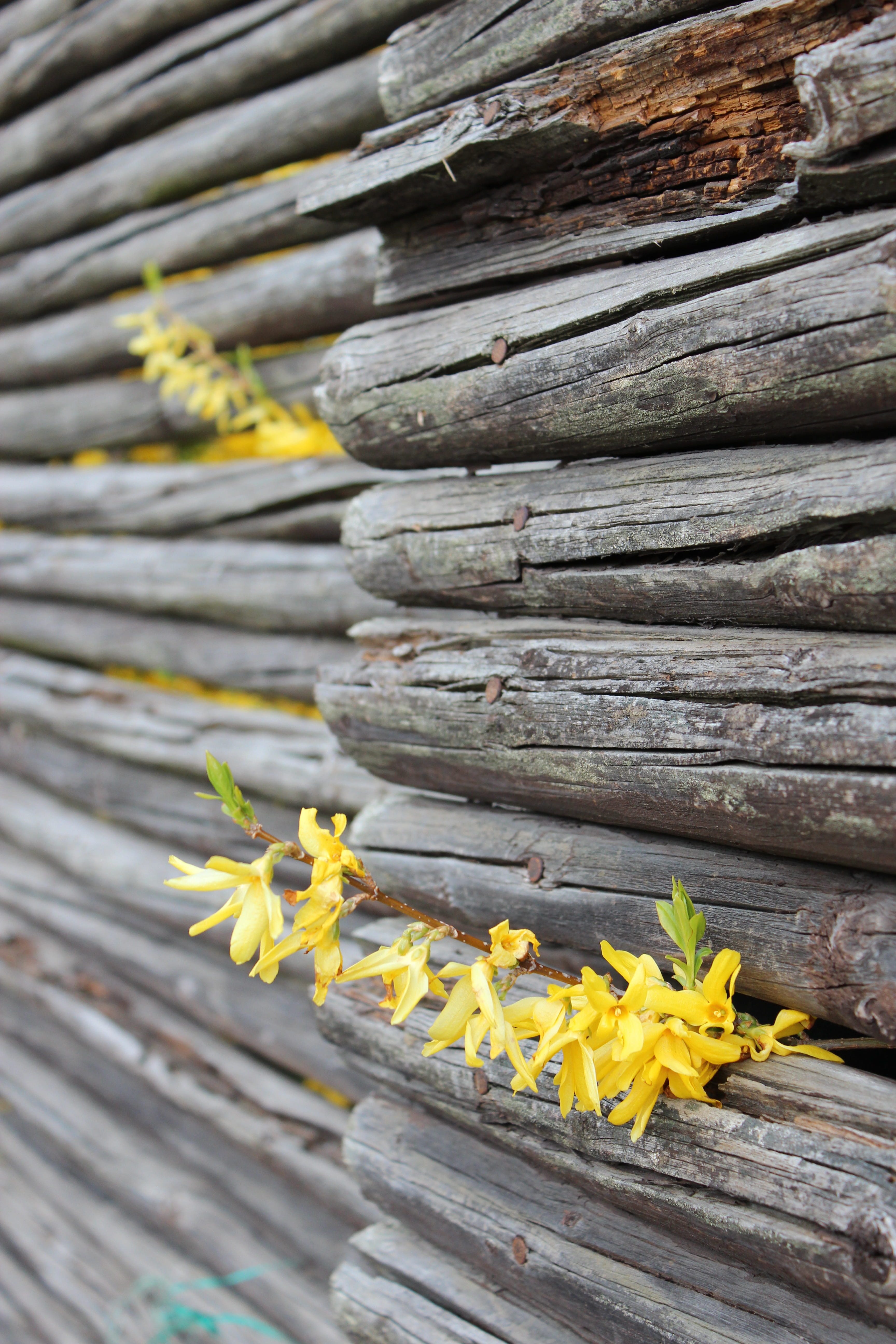 built structure, petal, freshness, focus on foreground, flower, lichen, fence, plant, growth, garden, close-up, flower head, detached house, flowers, outdoors, Phone HD Wallpaper