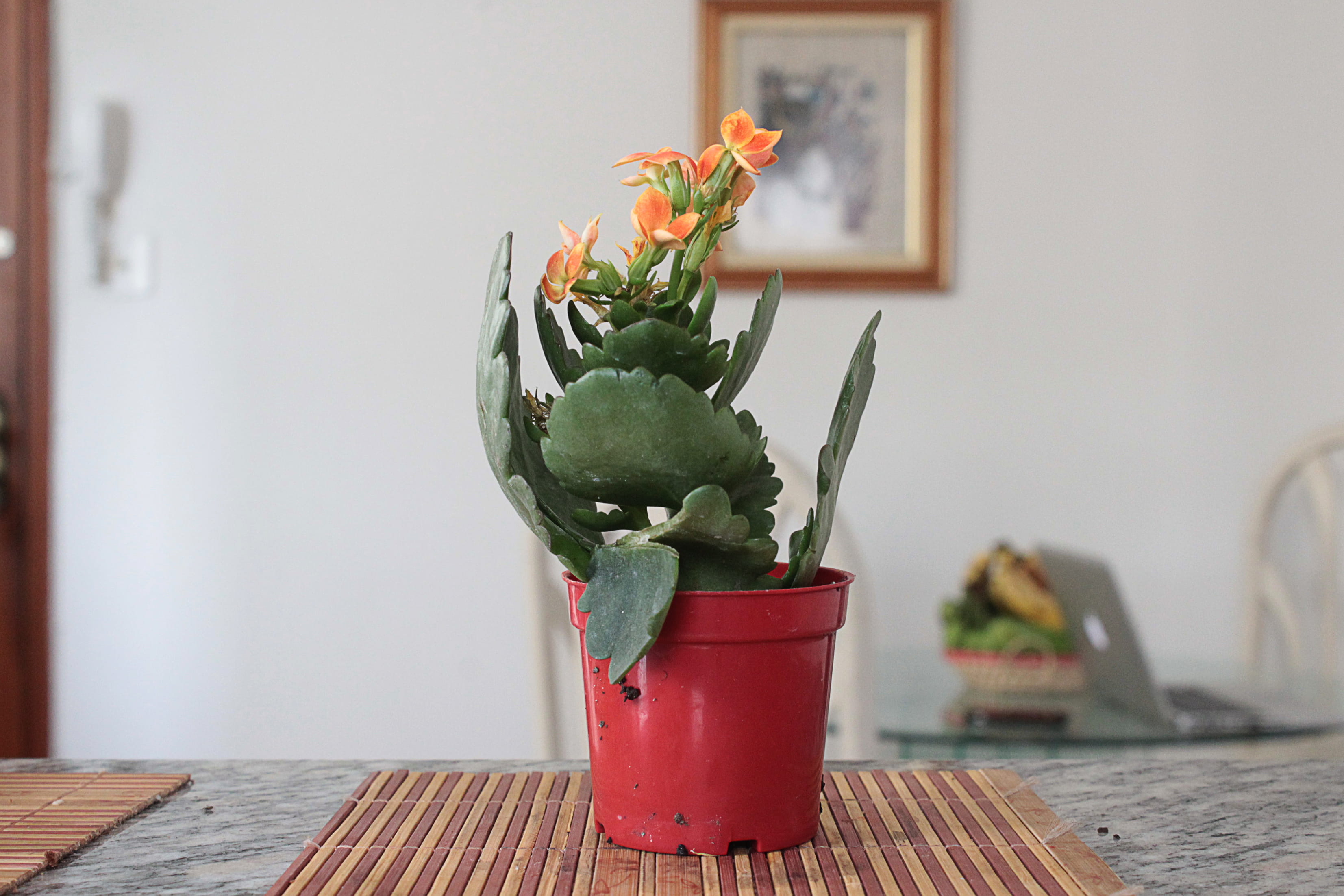 no people, green color, mac, close-up, red, plant, day, apartament, flowering plant, santos, flower pot, freshness, flower, focus on foreground, nature, HD Wallpaper