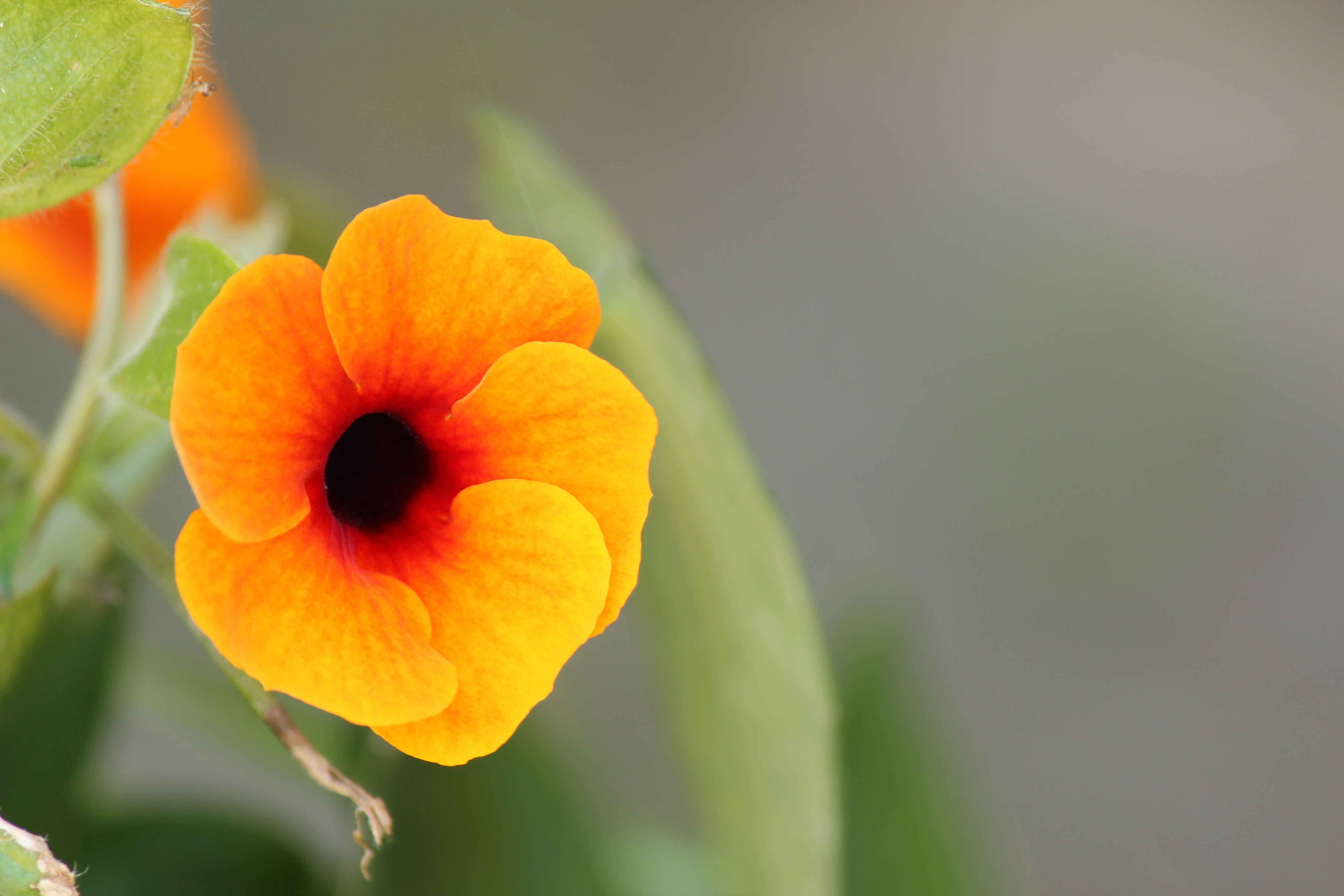 focus on foreground, growth, orange, black-eyed, plant part, close-up, outdoors, nature, leaf, fragility, suzanne, petal, orange color, 5K, inflorescence, HD Wallpaper