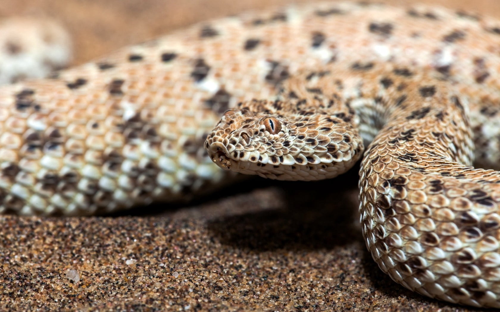 rattlesnake, animal eye, lizard, black, wildlife, danger, macro, animal scale, animal markings, studio Shot, poisonous, animal head, 720P, background, HD Wallpaper
