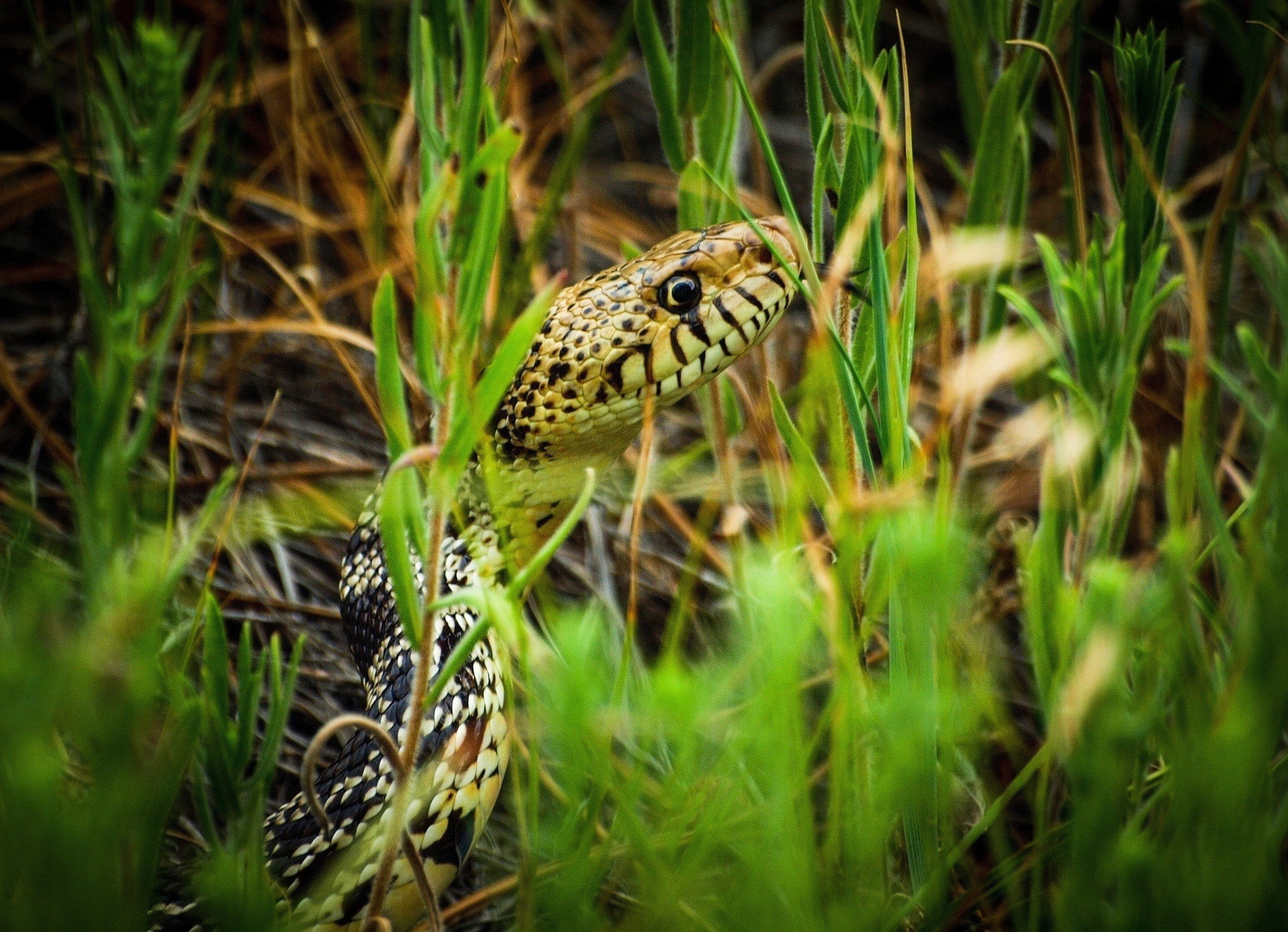 grass, animal head, camouflage, vertebrate, green color, plant, snake, no people, nature, animal wildlife, alertness, 1080P, land, macro, animal eye, animal, HD Wallpaper