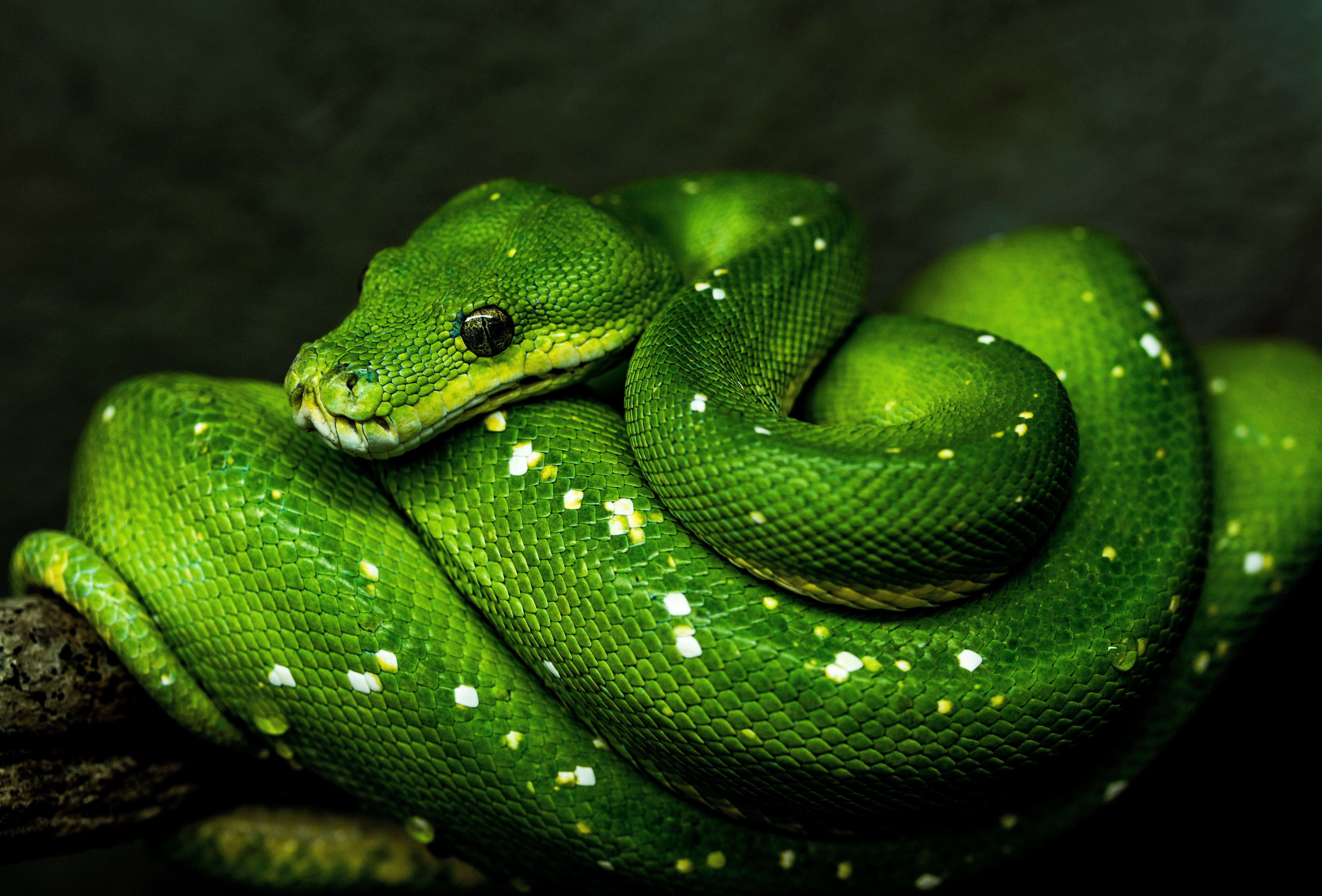 Reptiles, 5K, Reptile, Python, Snake, HD Wallpaper