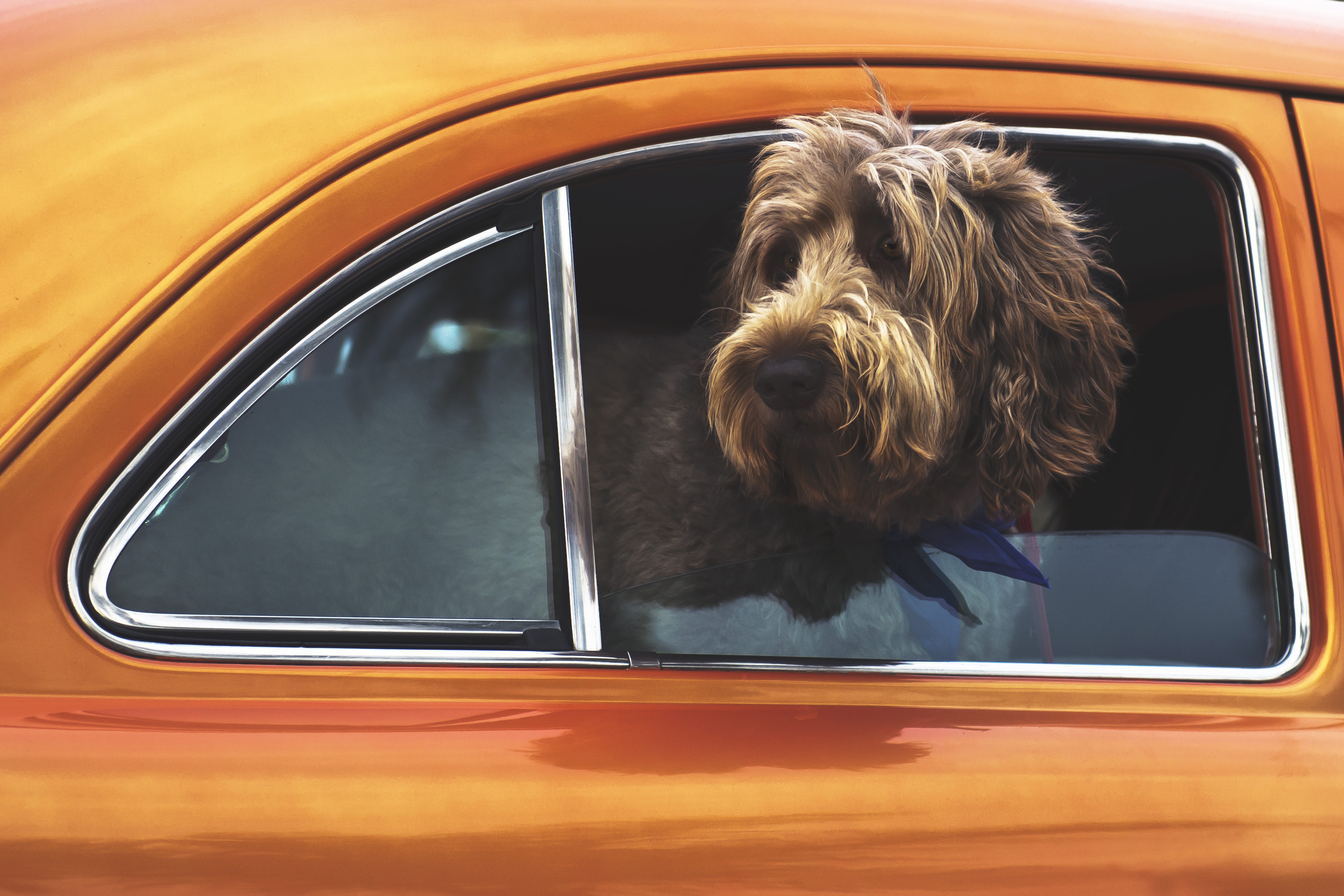 dog, window, transportation, leaning, vehicle, pets, travel, mammal, orange, animal, cruise, one animal, domestic animals, long, vertebrate, car, animal themes, HD Wallpaper