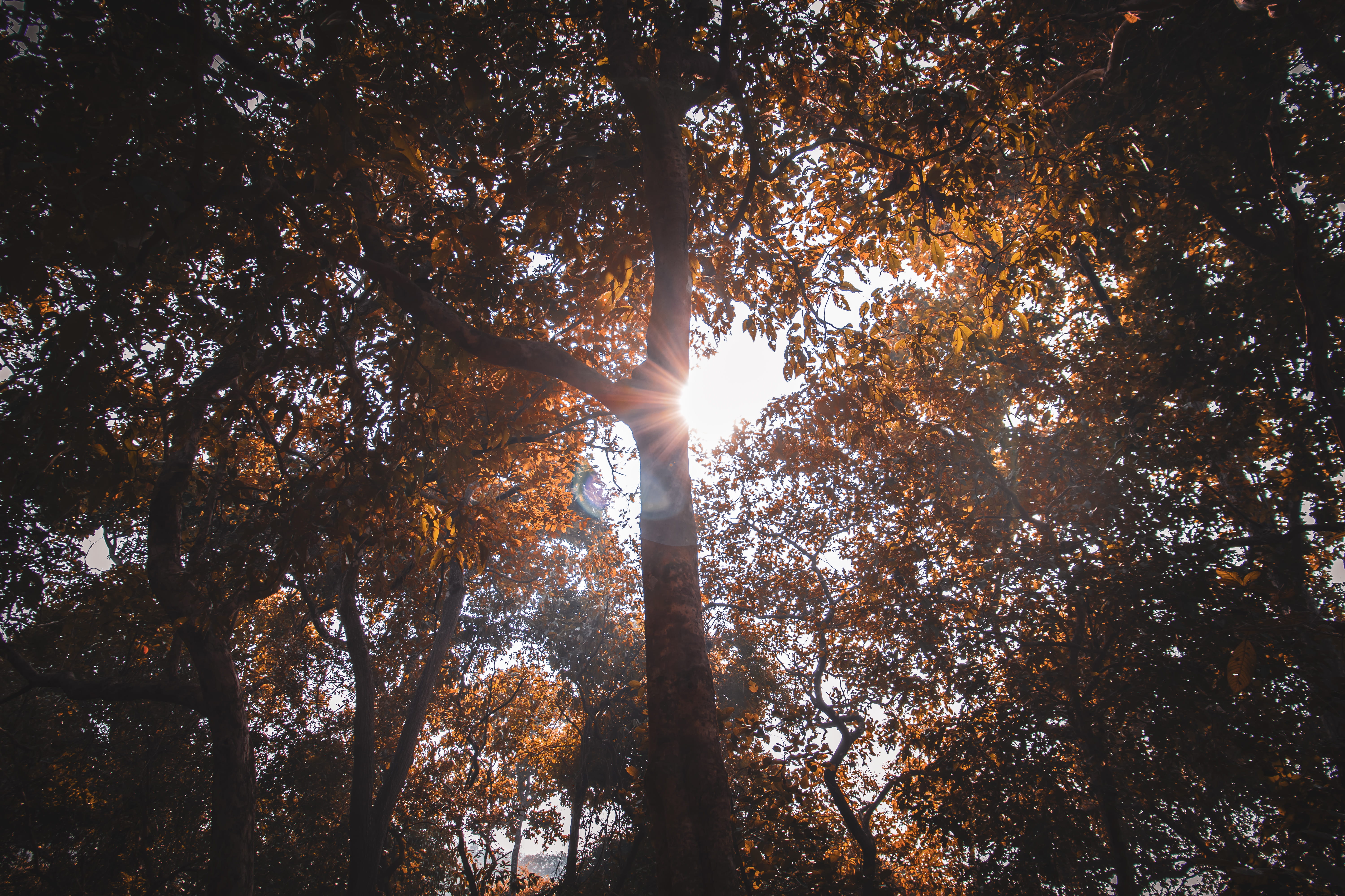 forest, penetrating, outdoors, plant, streaming, beauty in nature, nature, trees, no people, leaves, Sun Rays, sunbeam, tree trunk, sunlight, still life, HD Wallpaper