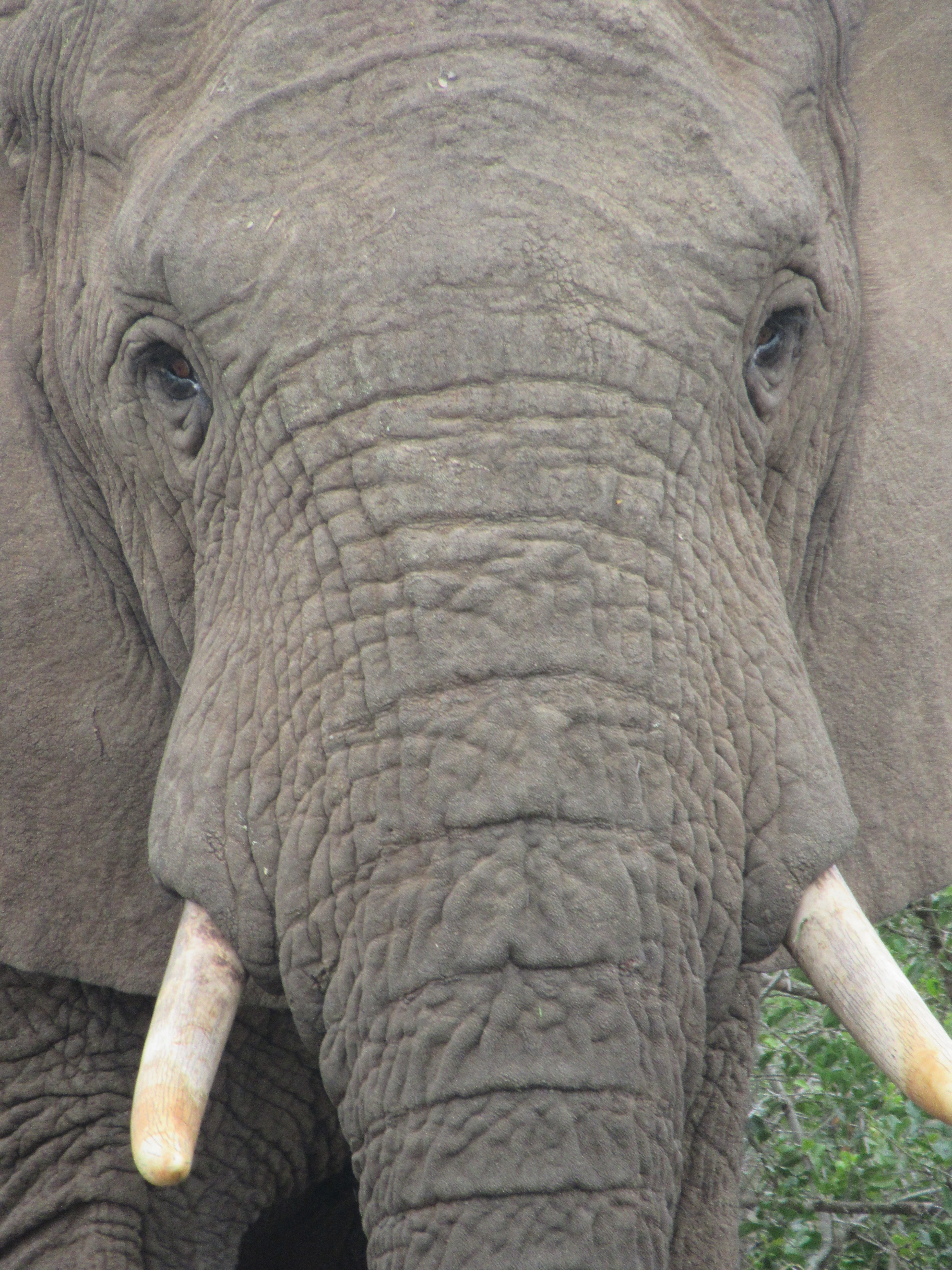 gray, mammal, wrinkled, animals in the wild, one animal, animal eye, animal body part, animal, animal wildlife, penetrating, tusk, strong, powerful, animal themes, Phone HD Wallpaper