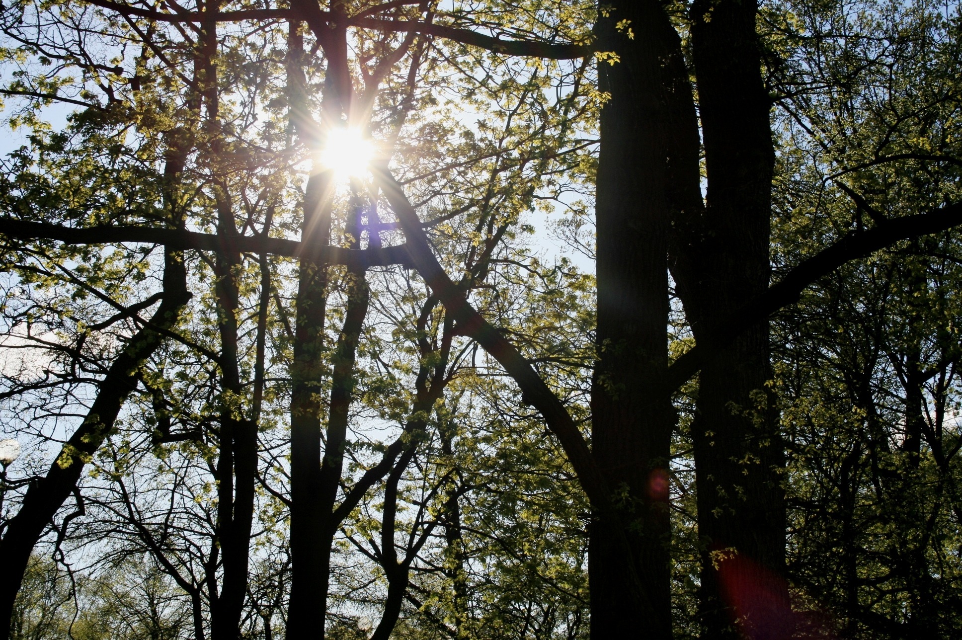 forest, day, no people, sky, sunlight, beauty in nature, tree trunk, tree canopy, growth, sun, 1080P, trunk, radiating, green, woodland, trees, sunbeam, HD Wallpaper