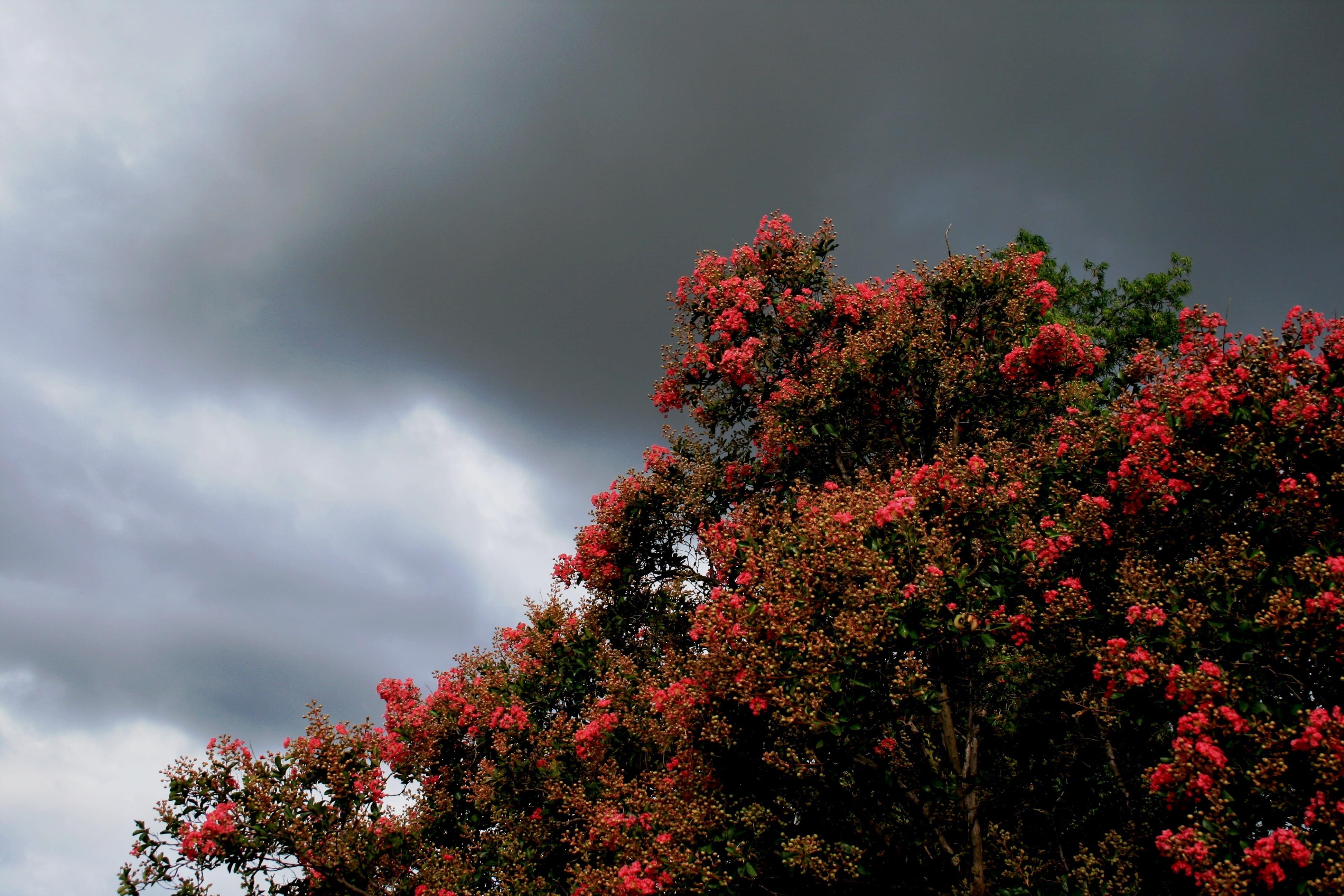 covered, no people, plant, clouds, dark, sky, flower, tranquil scene, beauty in nature, flowering plant, low angle view, nature, scenics - nature, cloud - sky, HD Wallpaper