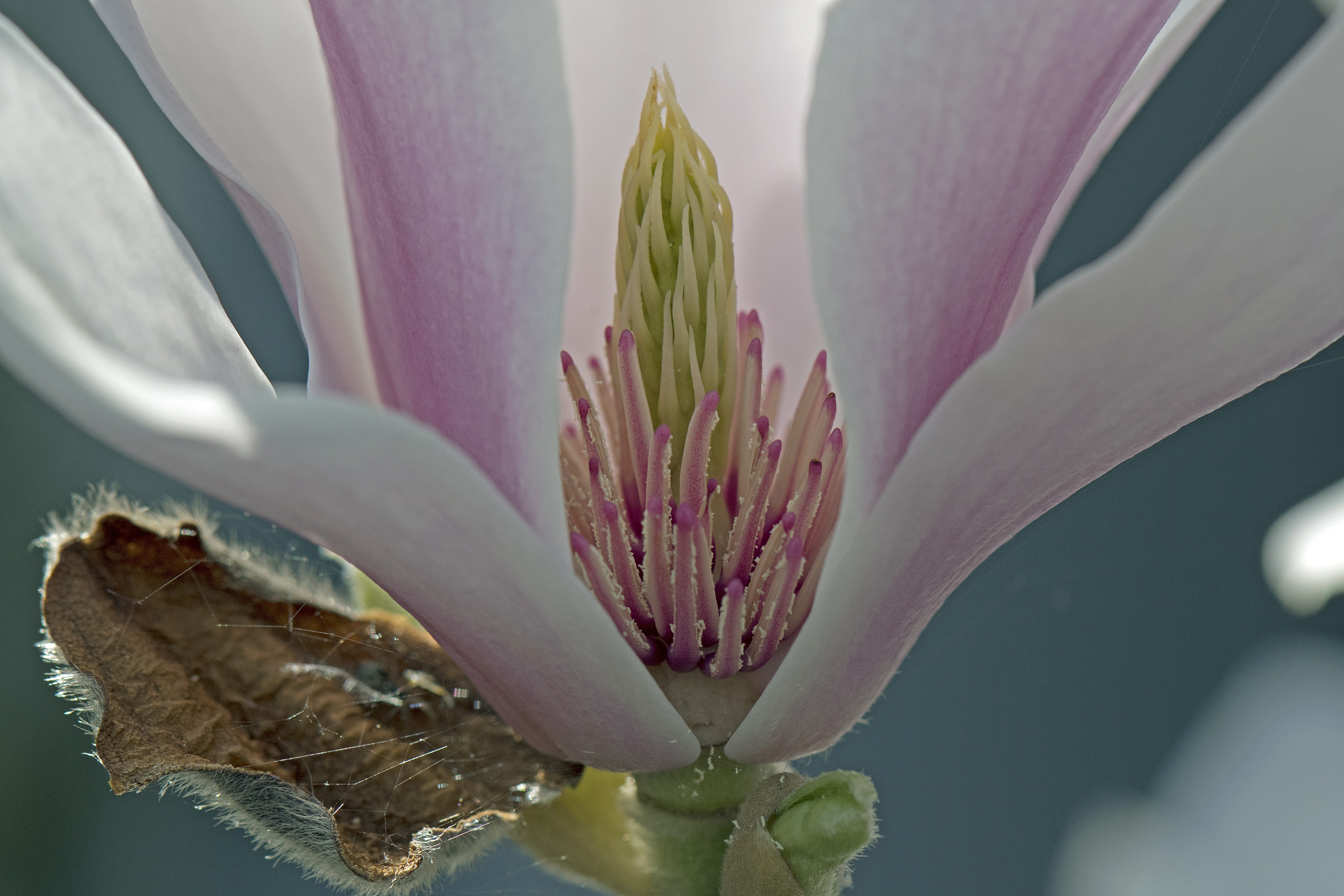 plant, springtime, green Color, beauty In Nature, softness, no people, freshness, inflorescence, growth, lotus Water Lily, Insight, macro, nature, 5K, HD Wallpaper