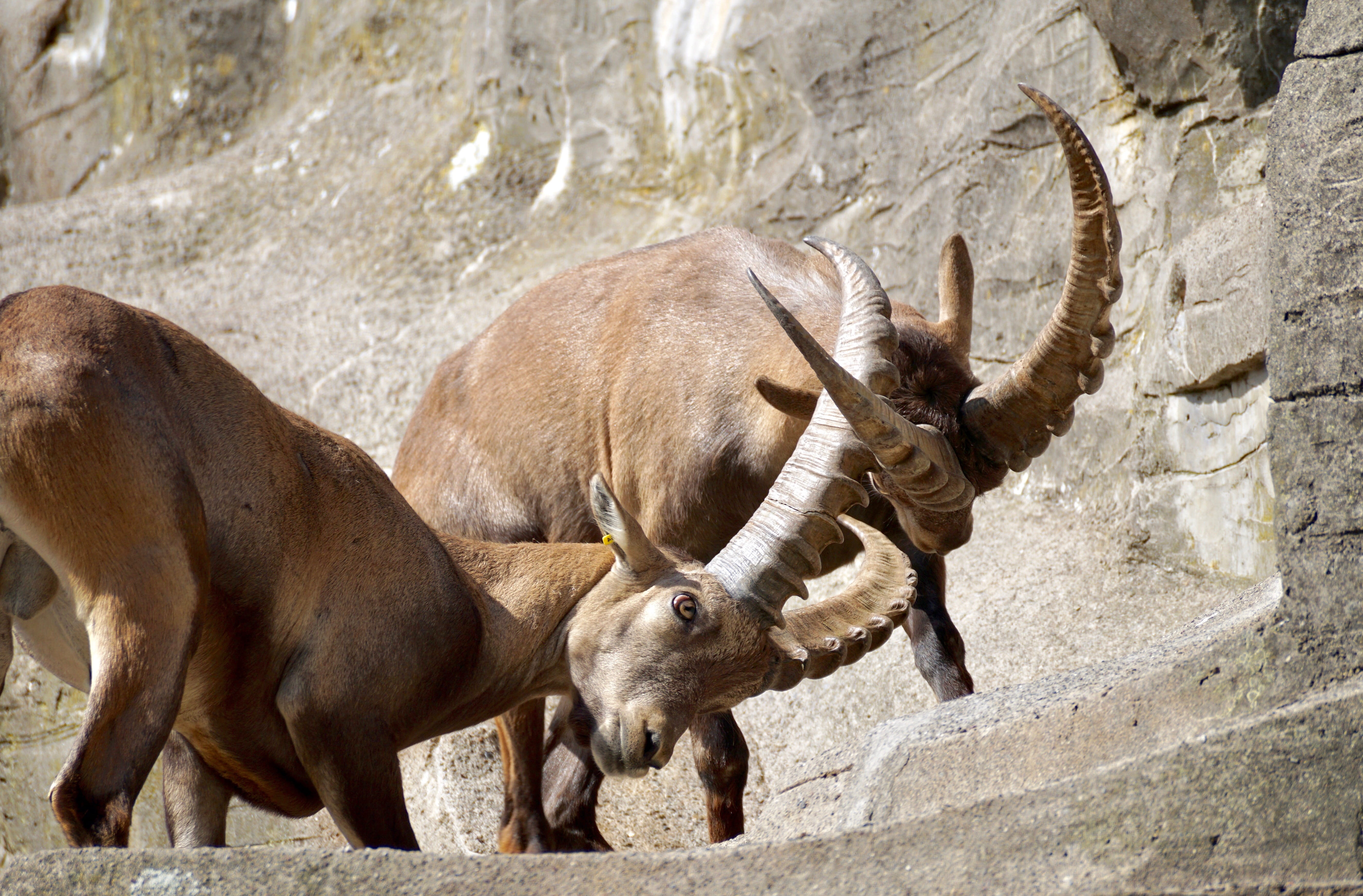 aggression, Ibex, Horned, zoo, alpine animals, climb, day, Nature, animal themes, rock, rival, solid, statue, animals In The Wild, no people, mountains, HD Wallpaper