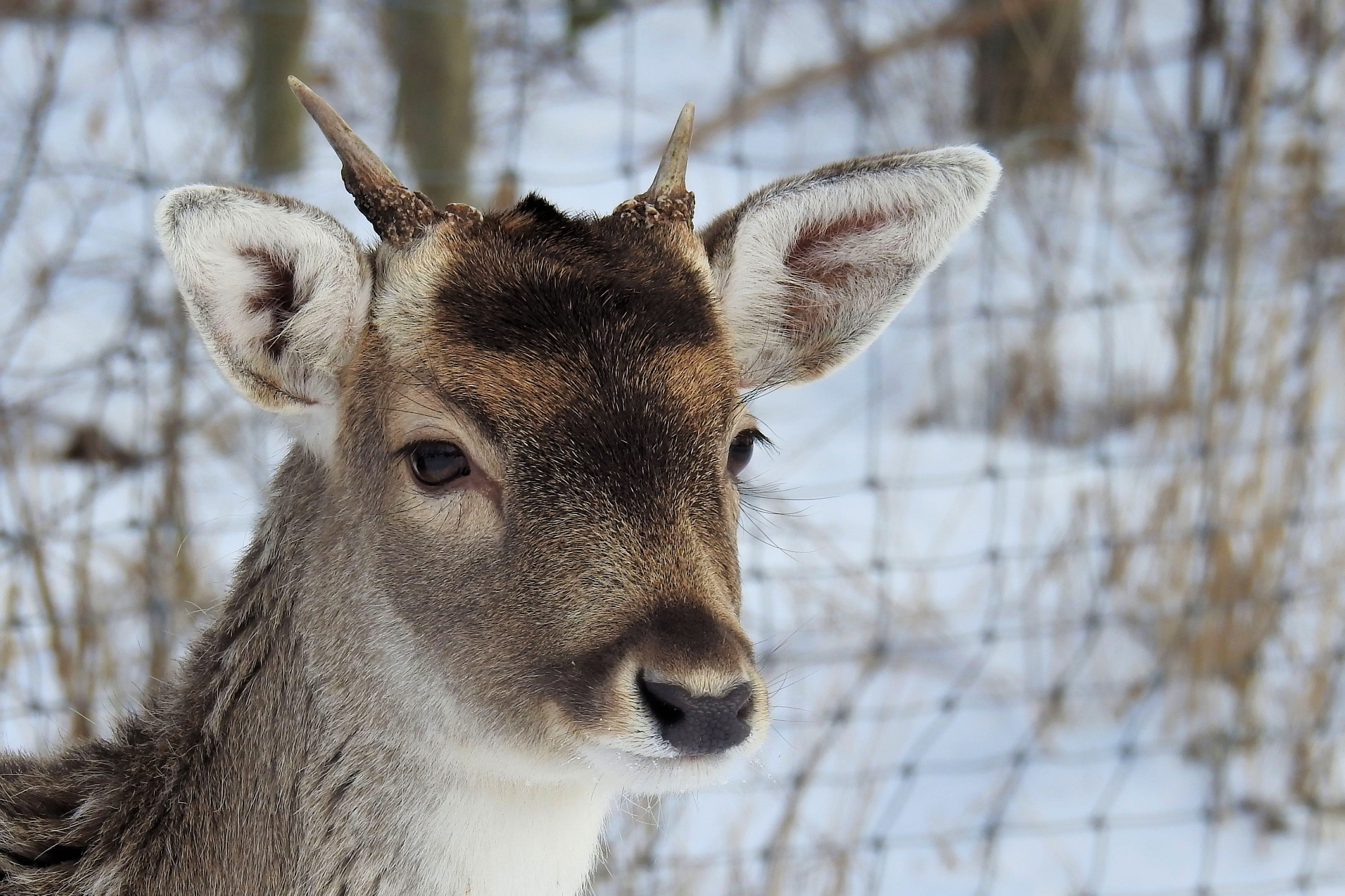scheu, fallow deer, brown, animal head, animal, nature, 4K, outdoors, mammal, animal wildlife, close-up, day, shallow, hirsch, photography, deer, black, HD Wallpaper