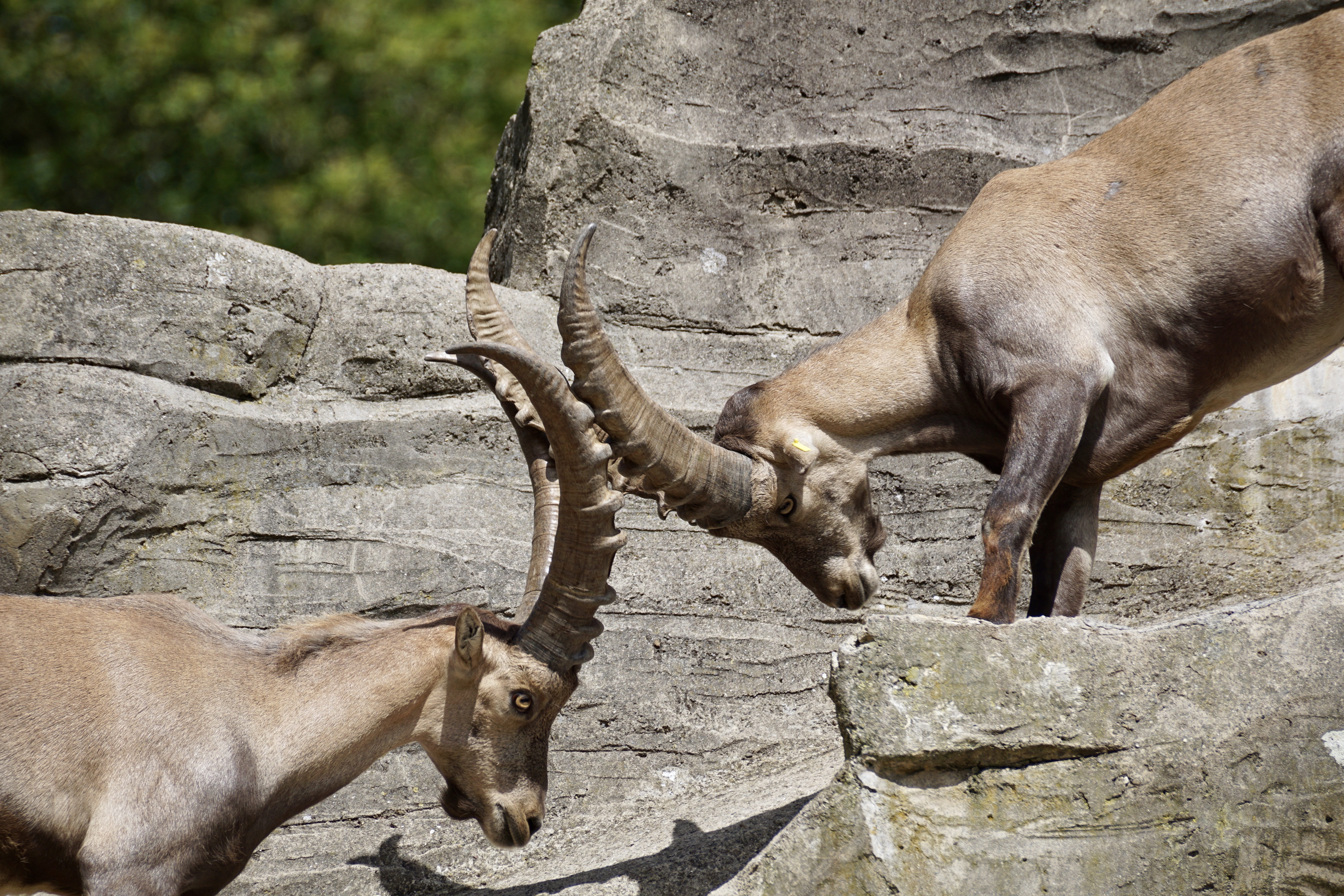 strength, Horned, animal, alpine animals, group of animals, Ibex, one animal, force measurement, tiergarten, fight, Nature, mountains, solid, animal wildlife, HD Wallpaper