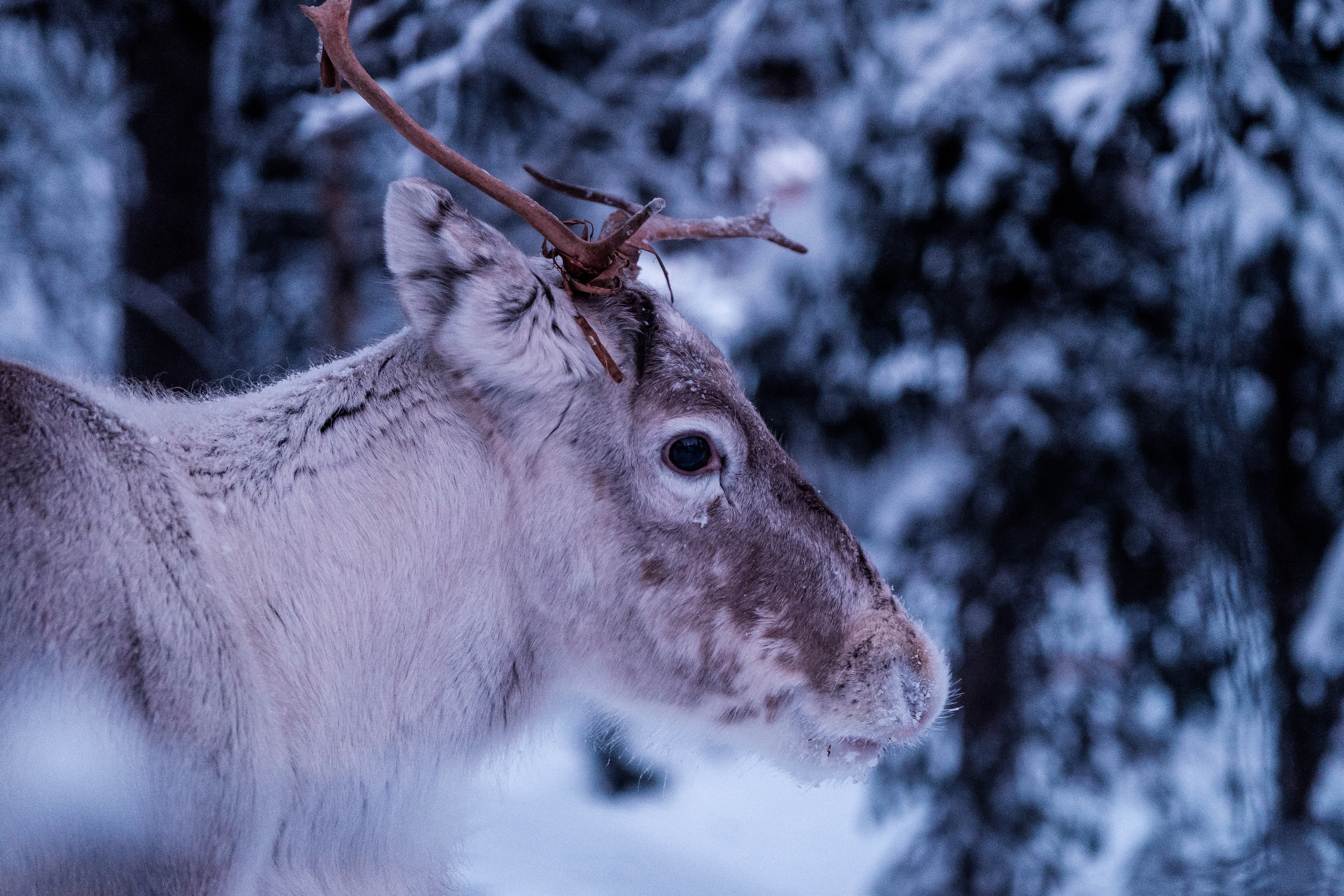 wilderness, antlers, plant, snow, animals in the wild, fur, nature, natural, male, close-up, winter, animal, head, outdoors, close, buck, forest, day, animal wildlife, HD Wallpaper