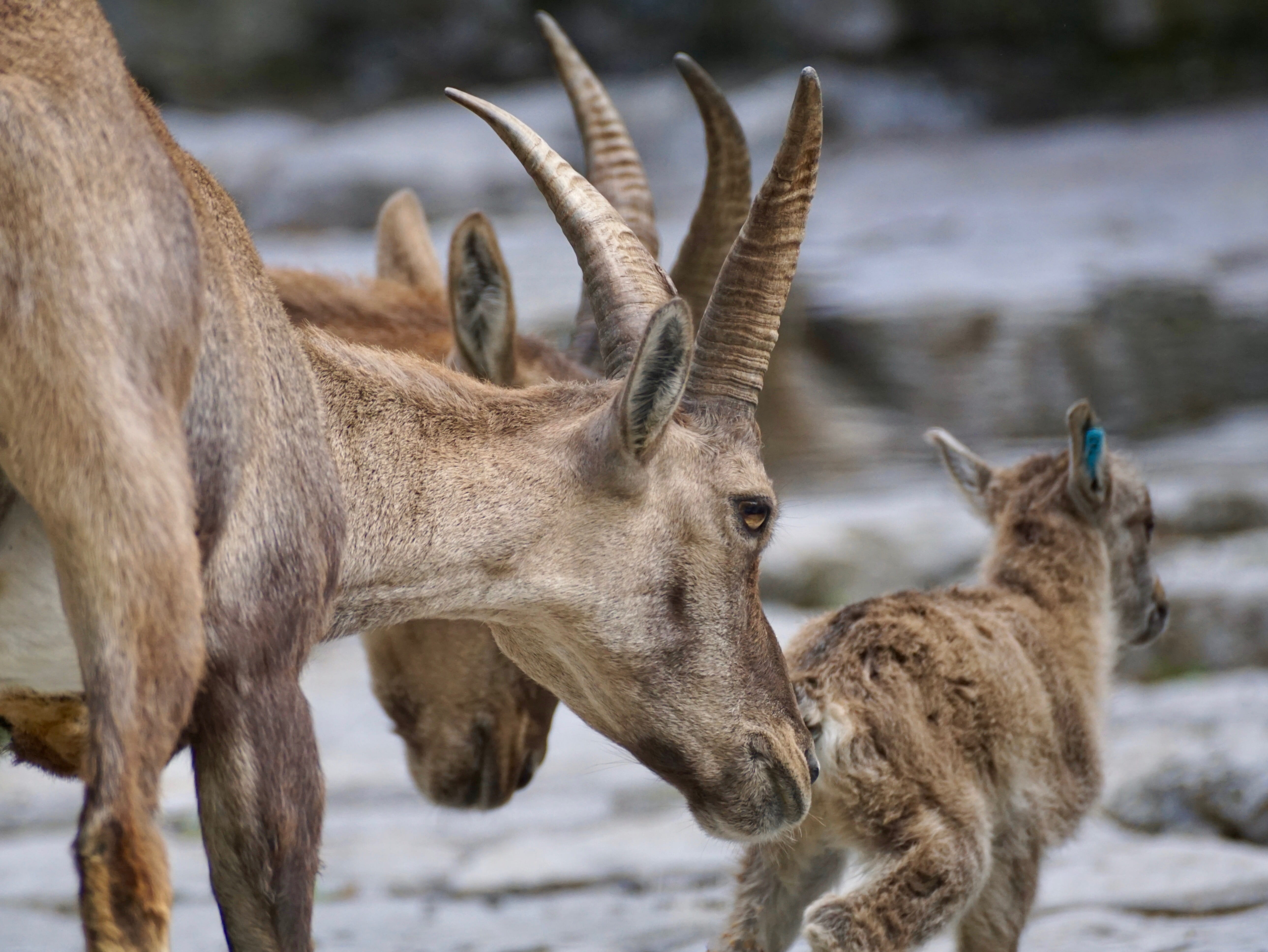 portrait, mountains, horns, young animal, land, herbivorous, ibex, antler, young, deer, animals And Pets, Wild Animal, no people, group of animals, zoo, HD Wallpaper