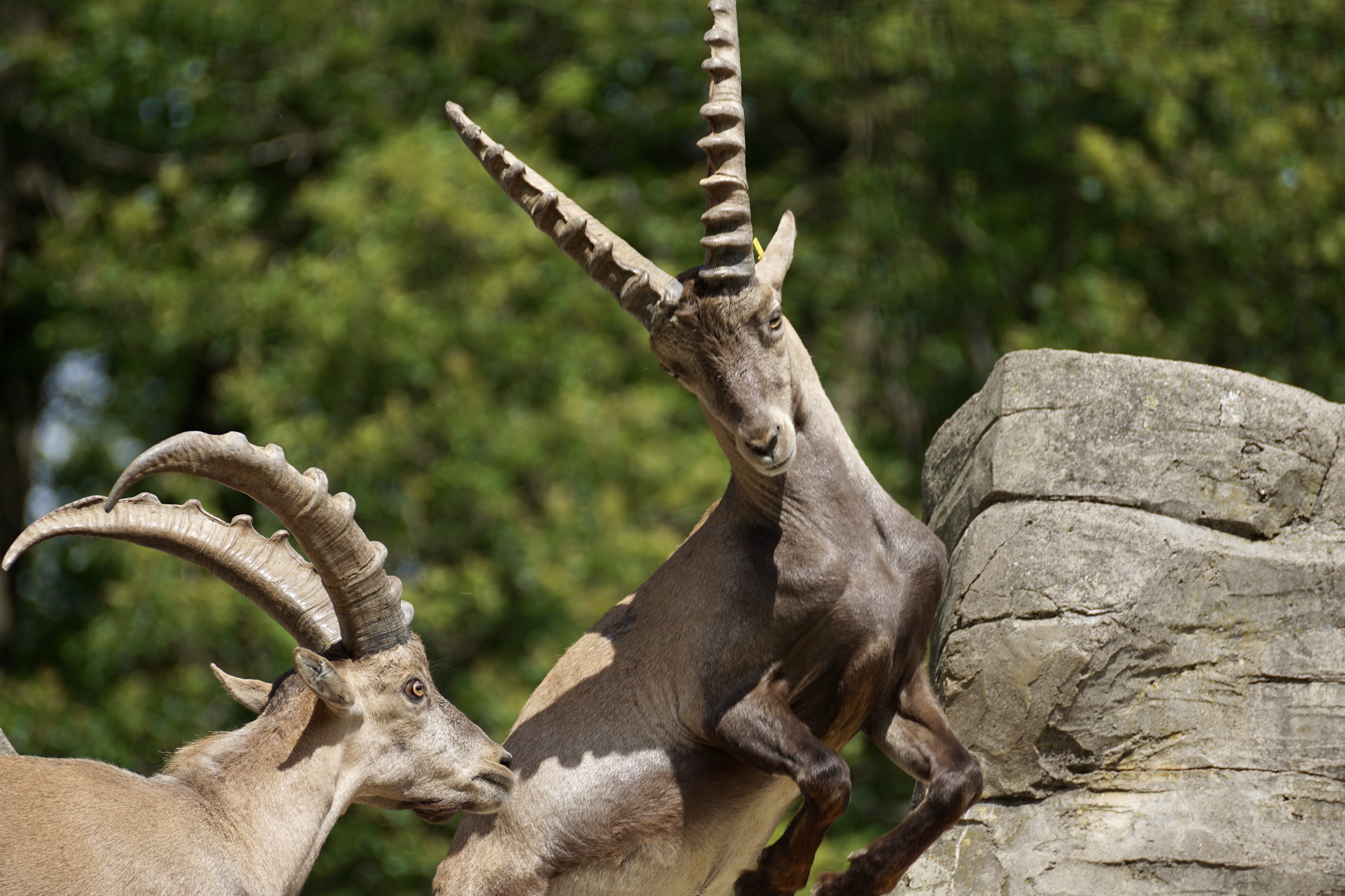 fight, force measurement, outdoors, vertebrate, rock, antler, rival, encounter, alpine, group of animals, animal head, day, mountains, animal body part, HD Wallpaper