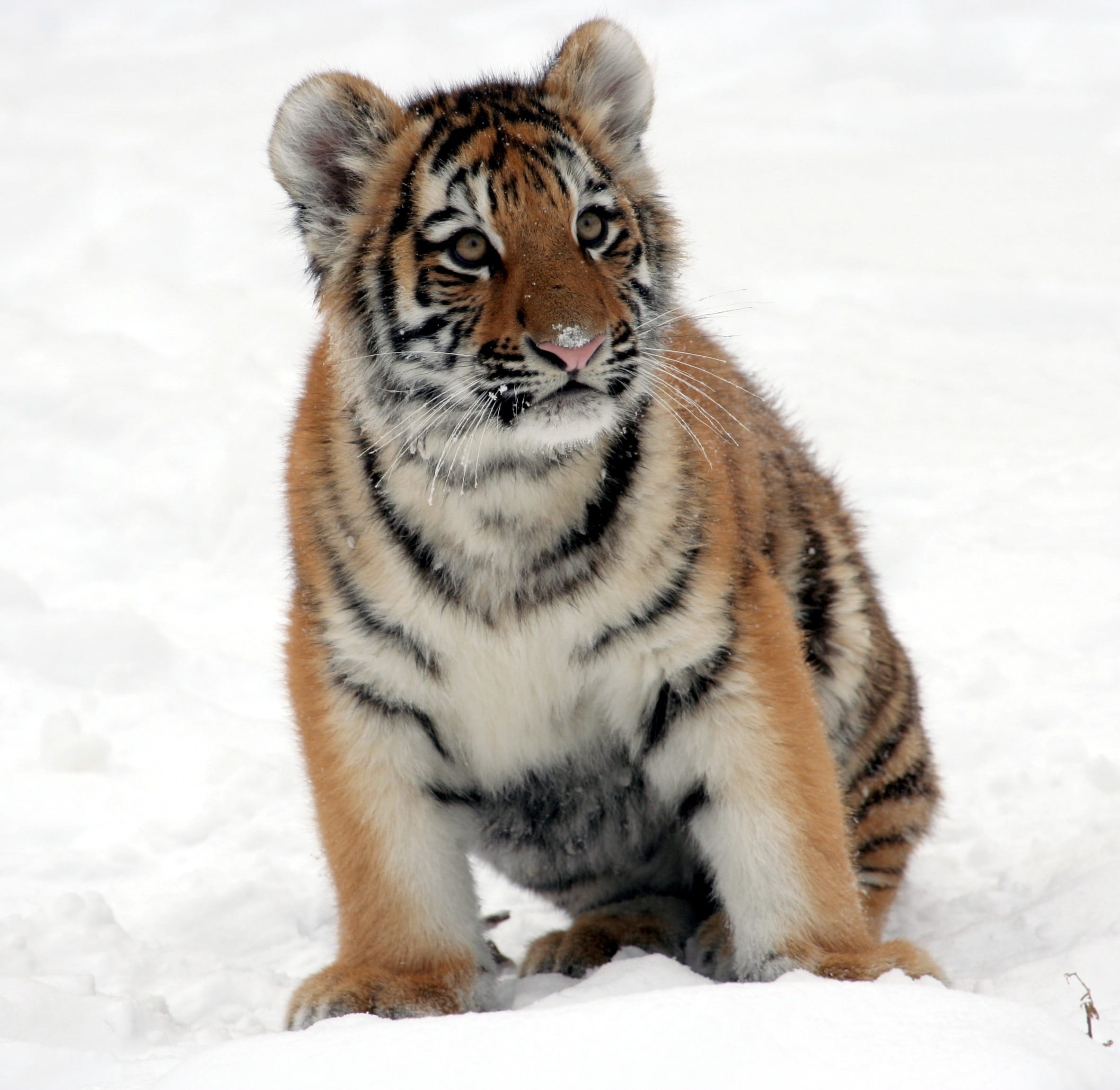 fur, siberian Tiger, carnivore, large, snow, whisker, no people, stripes, animals Hunting, nature, powerful, predator, zoo, one animal, mammal, cold temperature, HD Wallpaper