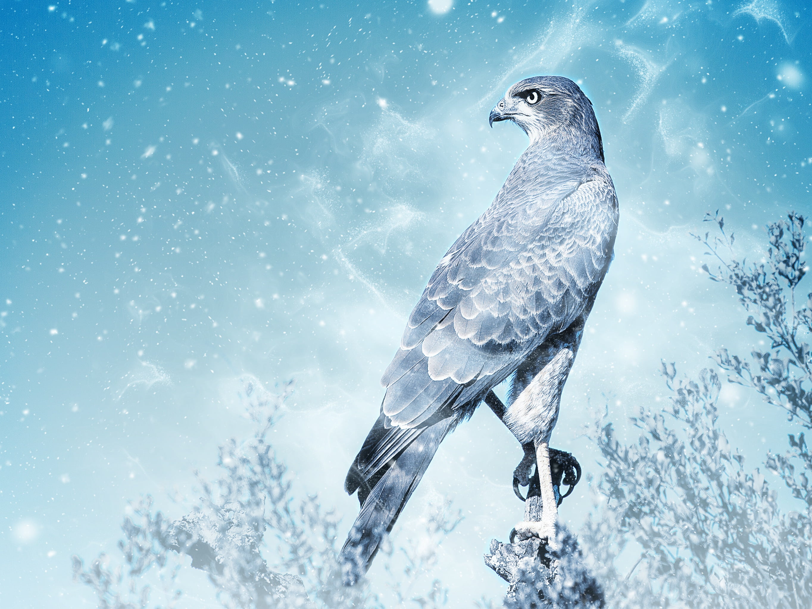 photo, nature, eagle, scrapbook, blizzard, page, outdoors, frozen, animal, one animal, ornament, decorative, black, no people, animal wildlife, beauty in nature, HD Wallpaper