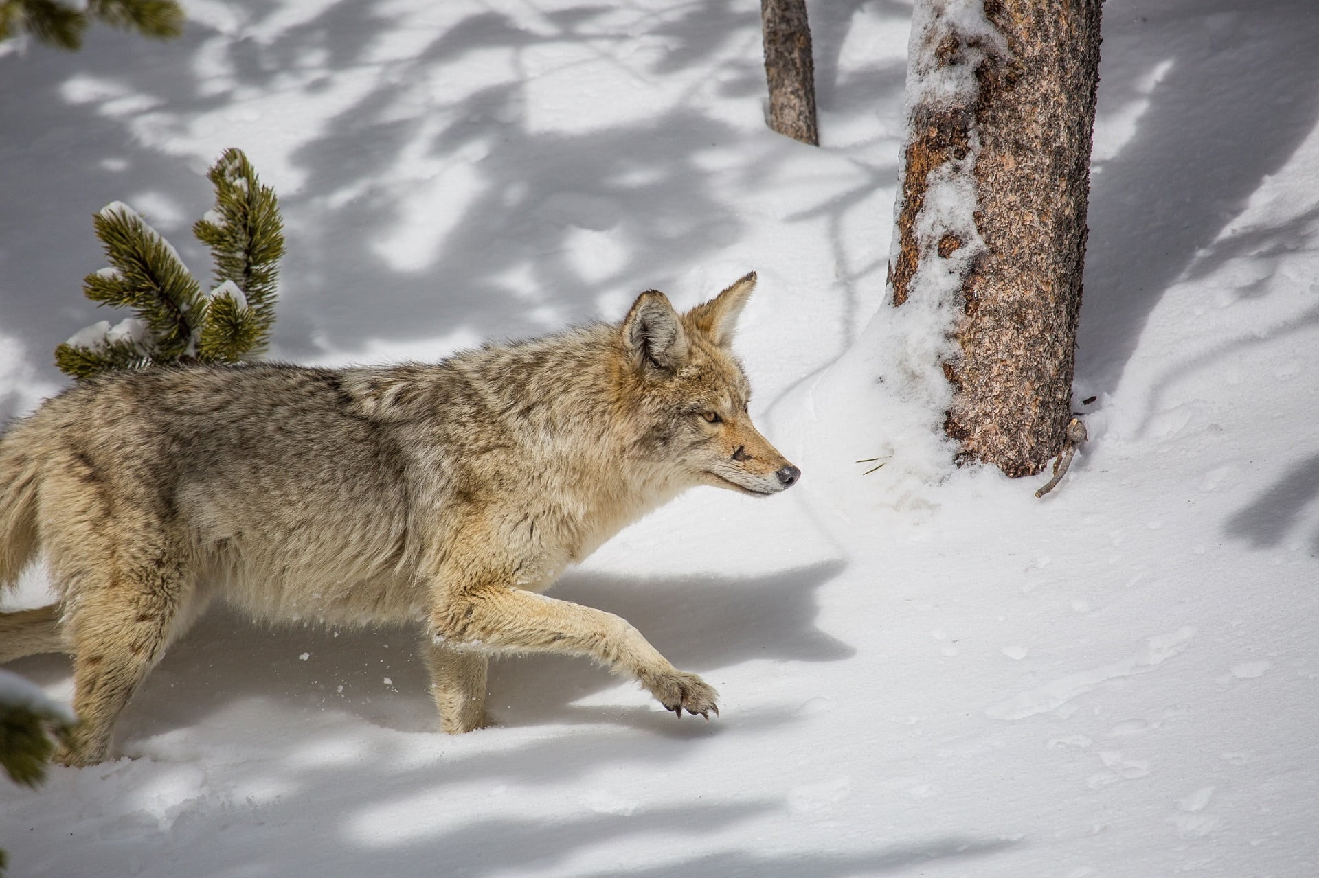 wolf, plant, portrait, animal themes, wild, coyote, animals in the wild, no people, outdoors, winter, predator, forest, stalking, wilderness, nature, carnivore, HD Wallpaper