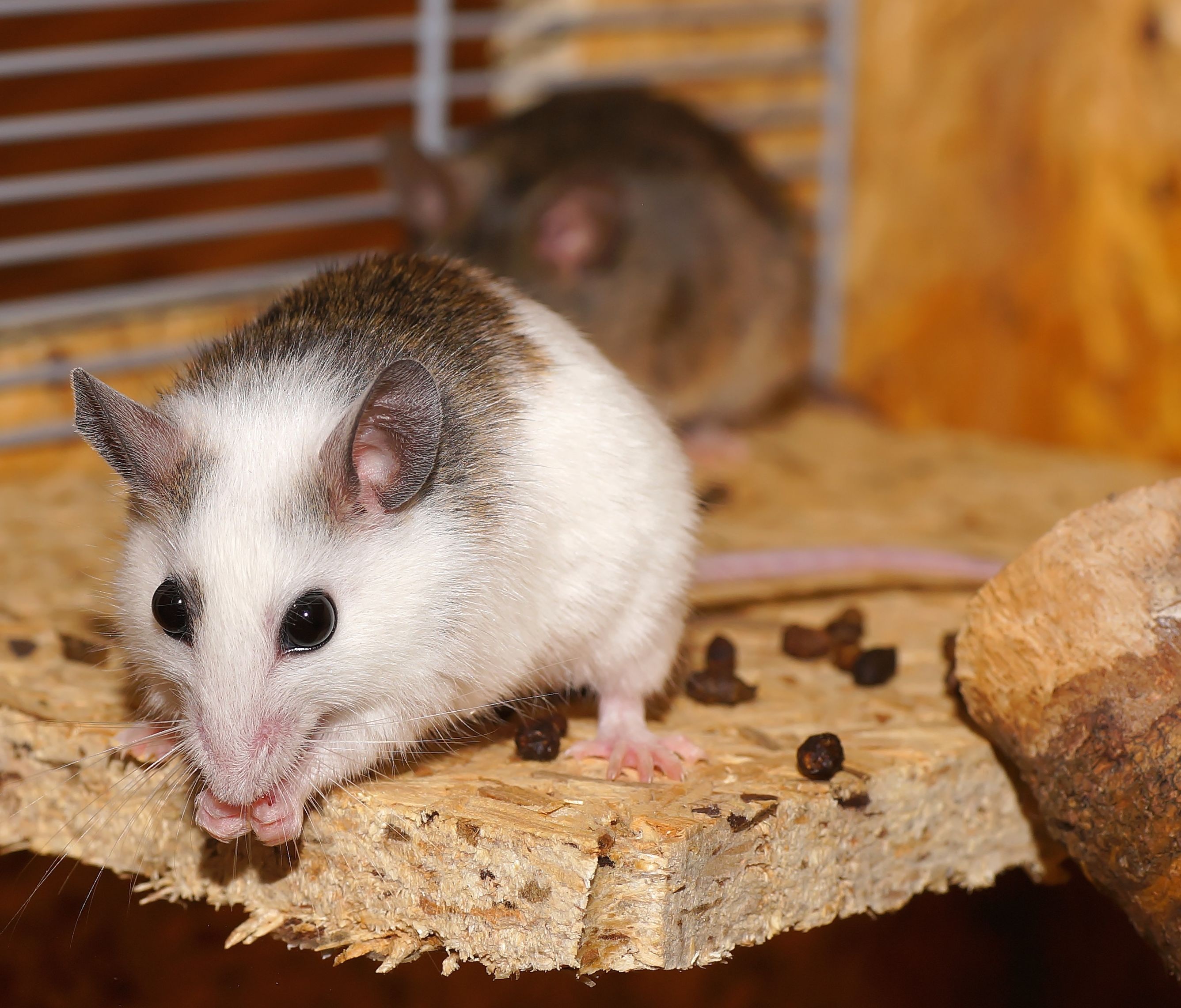 wood - material, no people, animals in the wild, fur, animal, domestic animals, sure, sweet, young, vertebrate, hungry, day, grey brown, mastomy, cute, HD Wallpaper
