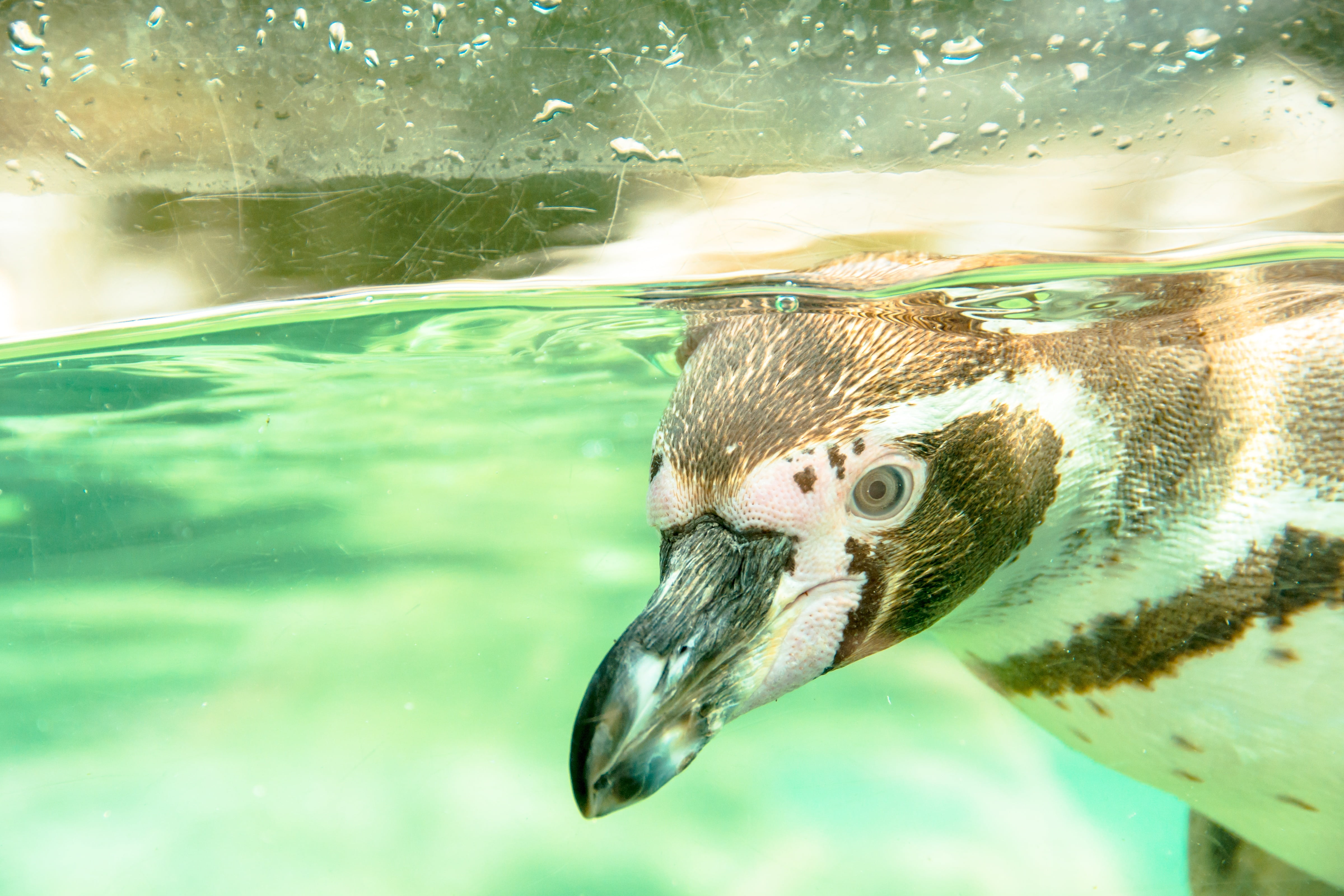 beak, zoo, animal eye, young, bird, recovered, animals in the wild, animal head, outdoors, curious, nature, day, animal wildlife, water, species, water creature, HD Wallpaper