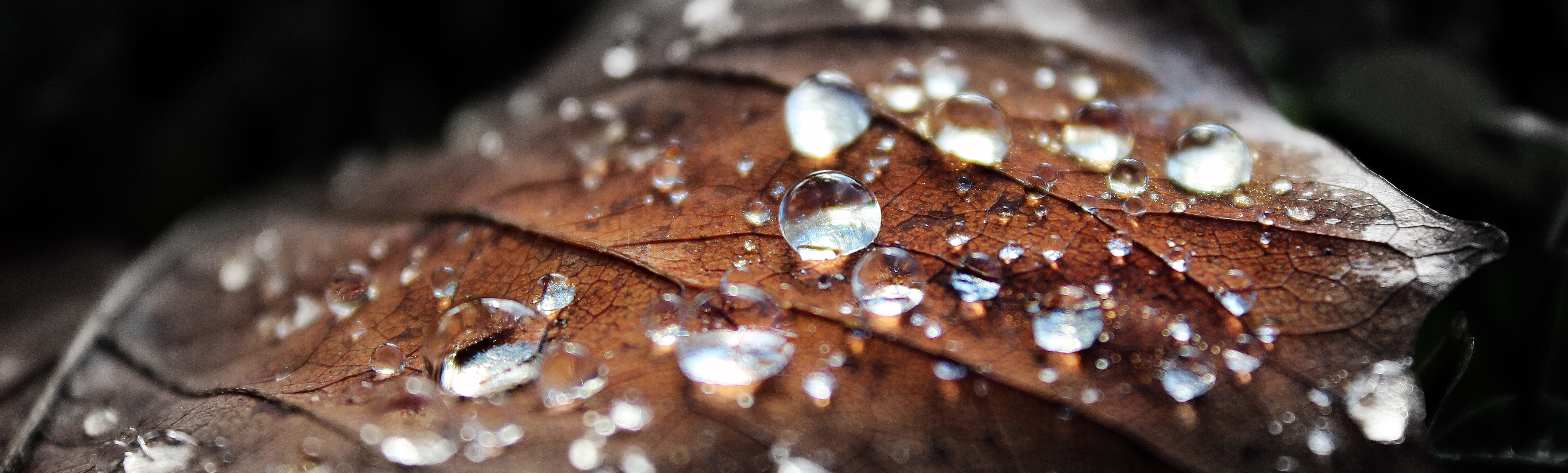 shallow, raindrop, sheet, wood - material, morning, full frame, macro, tree, photography, dew, leaf, raindrops, black background, drop, sure, studio shot, HD Wallpaper