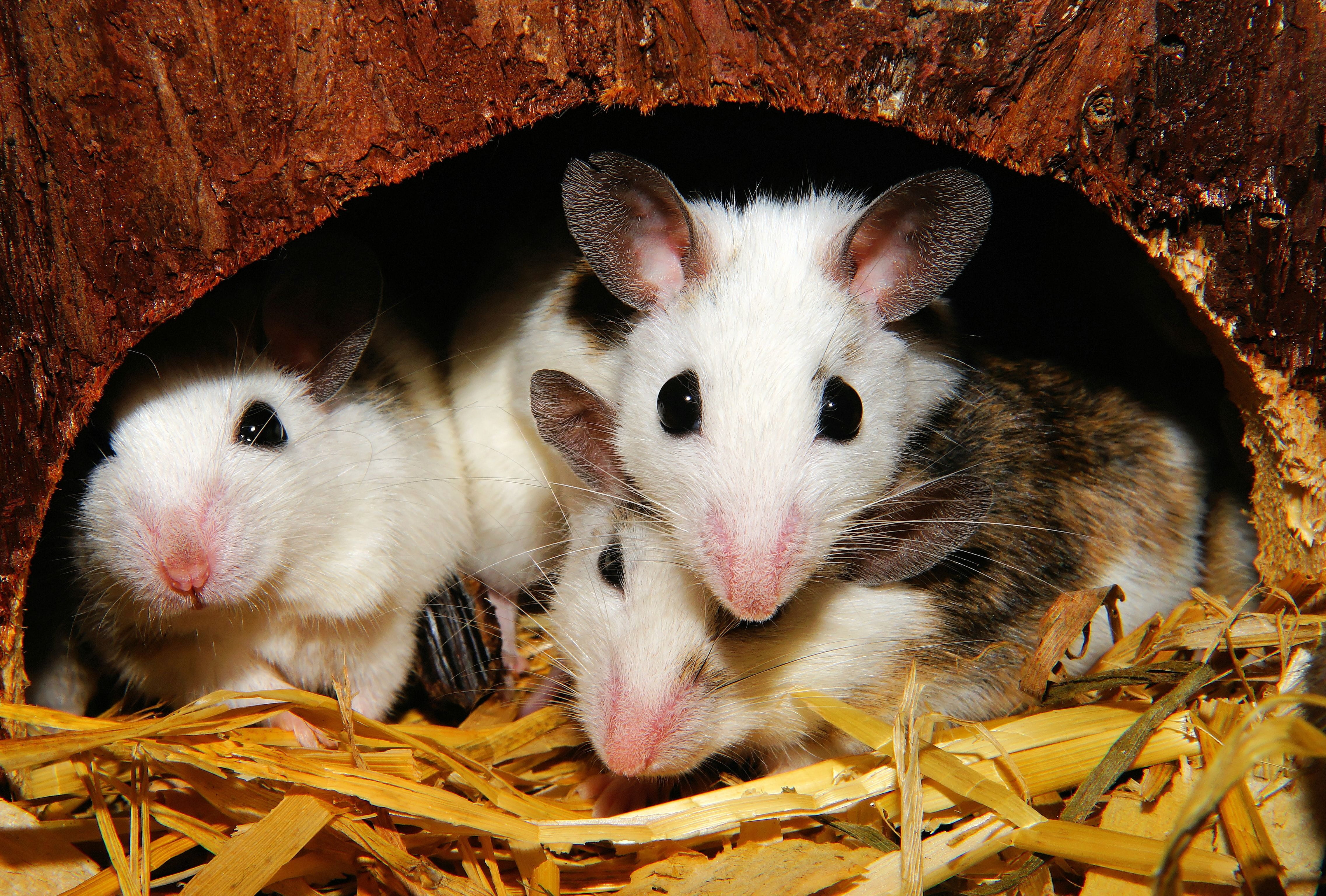 chaos, hamsters, vertebrate, mammals, animal head, nature, 4K, society, Close, looking at camera, one Animal, no people, nager, white, brown, pets, young Animal, HD Wallpaper