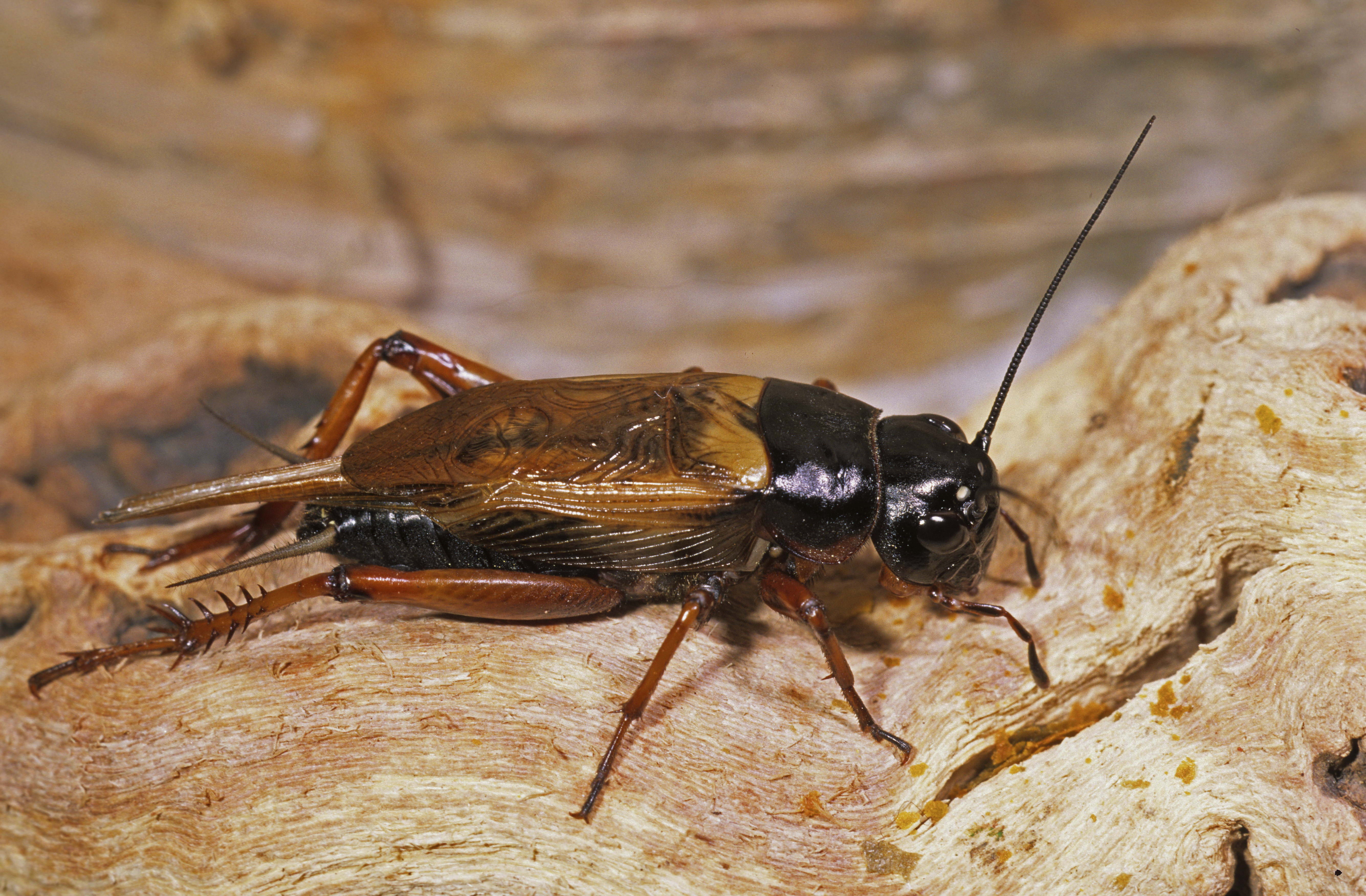 brown, beetle, poisonous, black color, animal Antenna, rock - object, surface, insect, one animal, arachnid, black, invertebrate, day, 5K, rock, small, HD Wallpaper