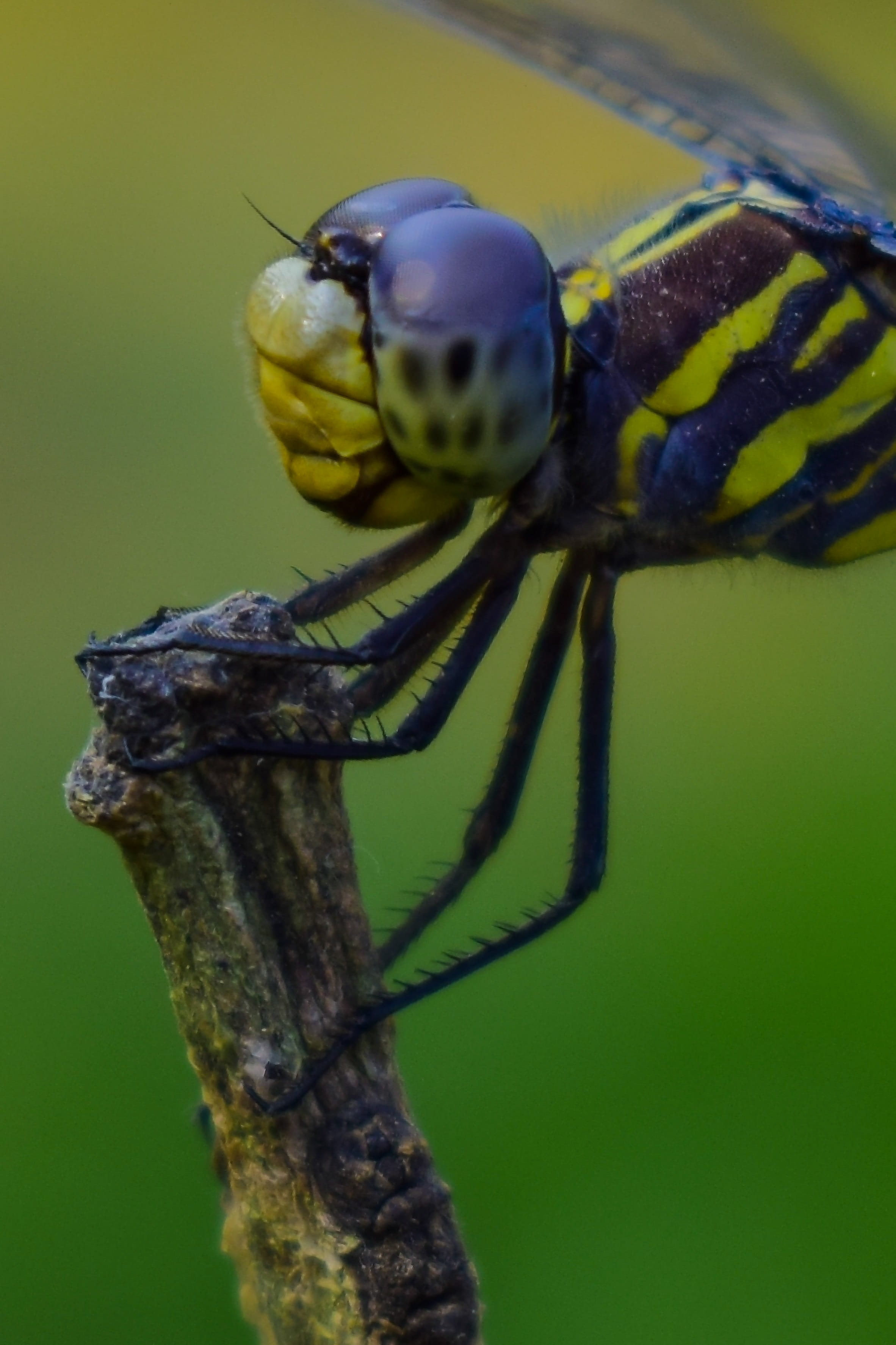 no people, animal themes, animals in the wild, animal, invertebrate, portrait, animal body part, zoology, animal wildlife, outdoors, green color, focus on foreground, Phone HD Wallpaper