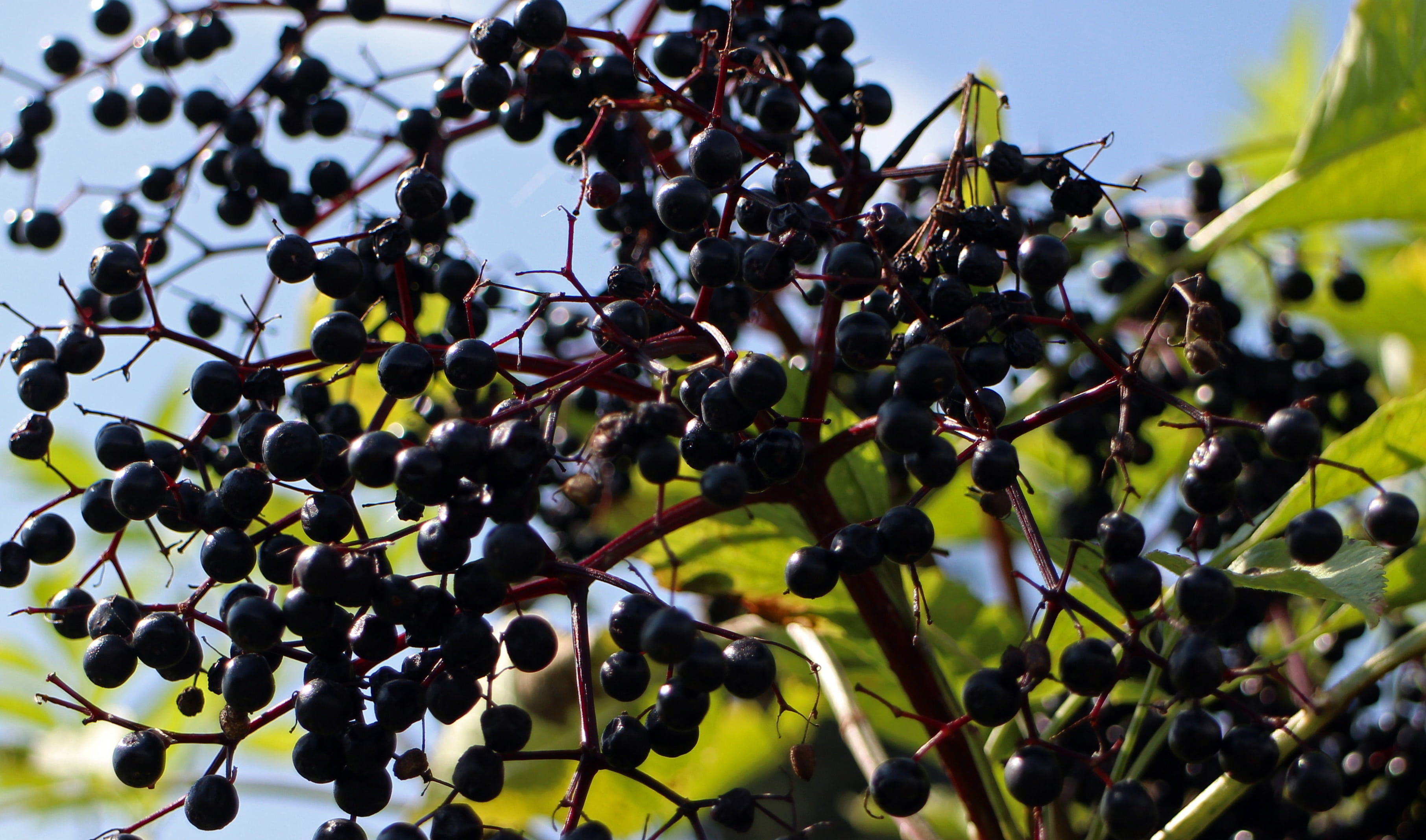 lilac, food and drink, focus on foreground, holler, bush, plant part, wellbeing, 2K, low angle view, day, food, medicinal plant, growth, ripe, outdoors, HD Wallpaper