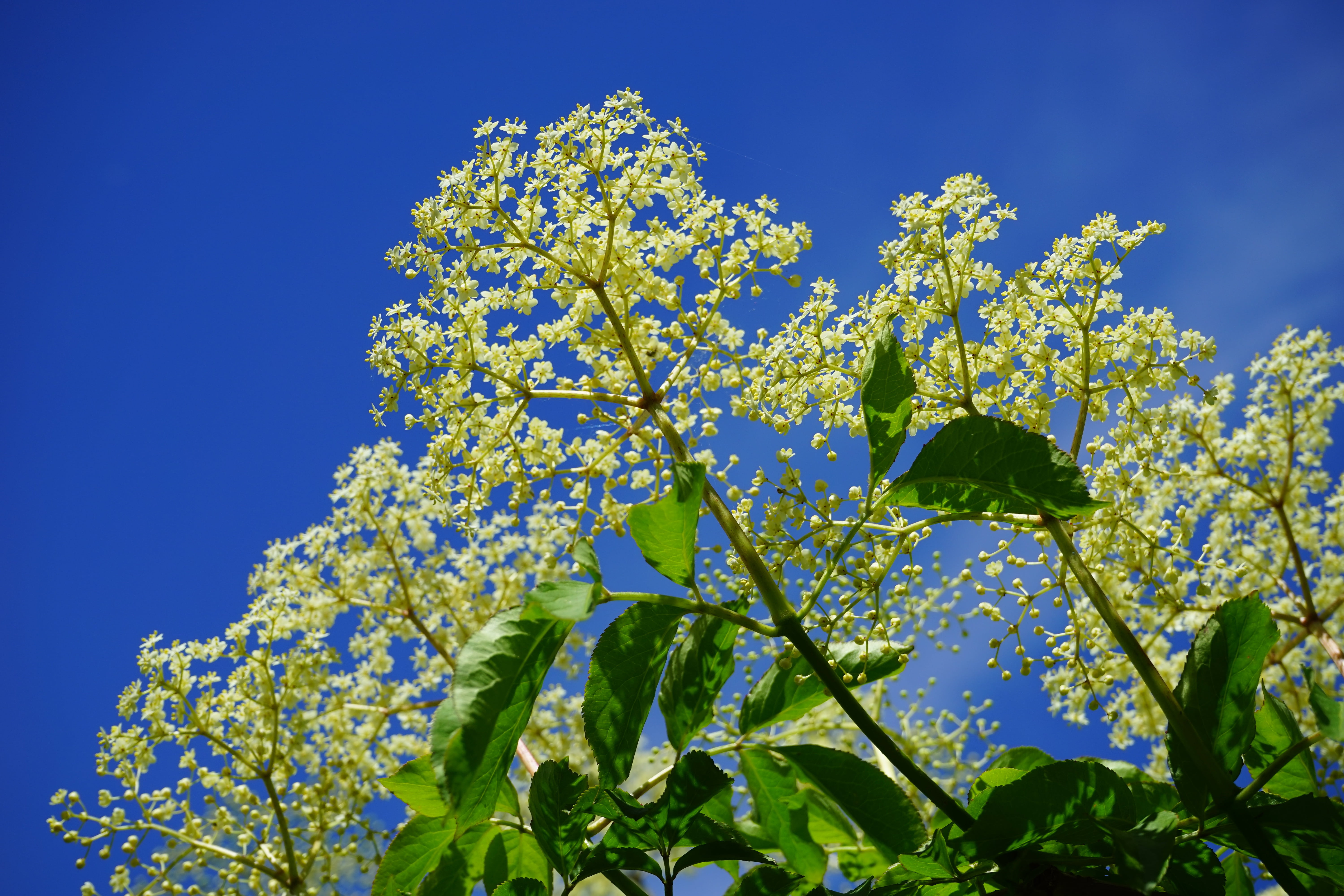 adoxaceae, branch, sambucus nigra, white, flowers, close-up, blue, green color, sky, blossom, nature, freshness, no people, growth, flower head, fragility, HD Wallpaper