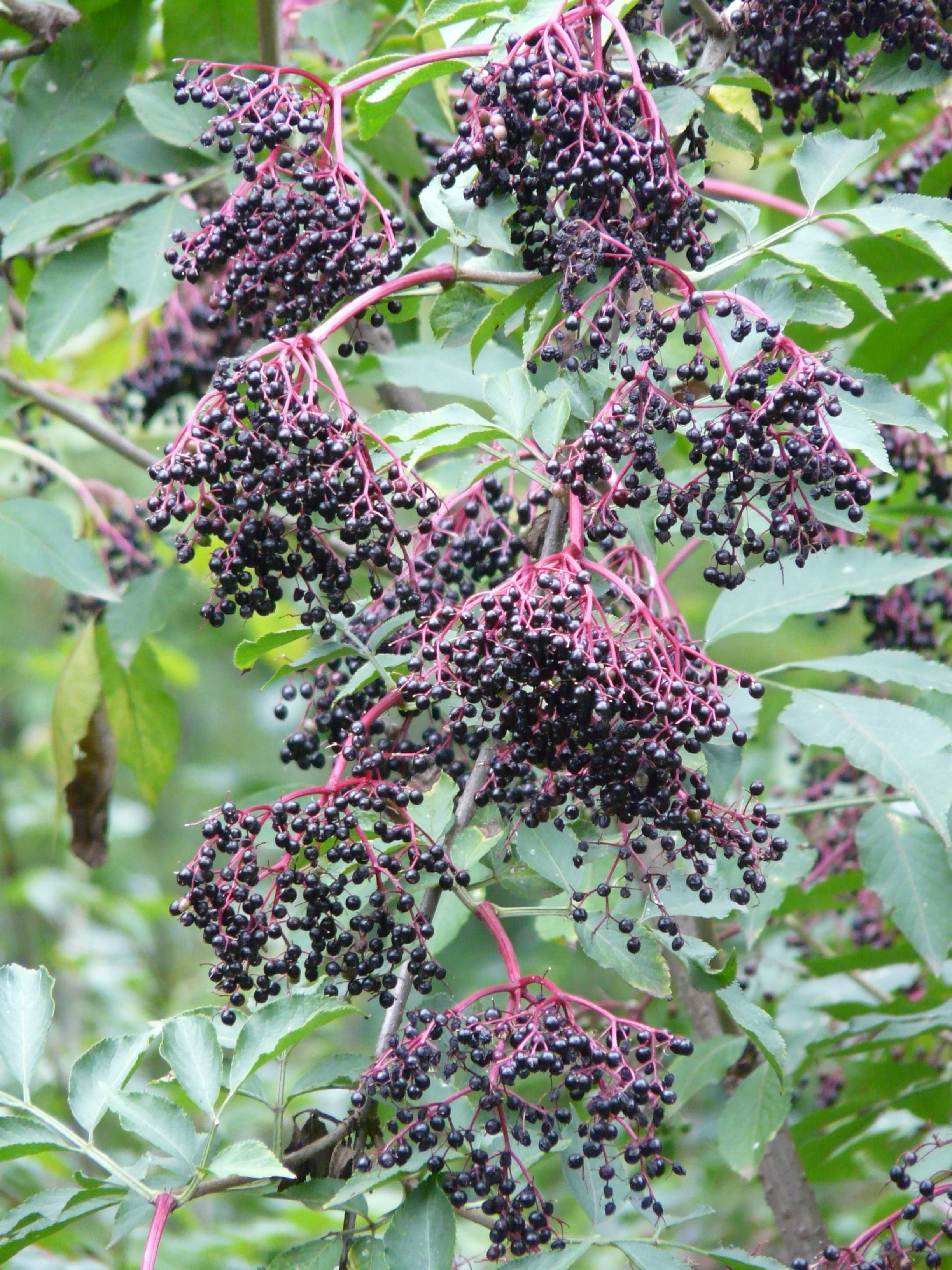 lilac, wellbeing, fragility, 2K, beauty in nature, black elderberry, vulnerability, growth, elder, holder bush, purple, plant, no people, green color, Phone HD Wallpaper