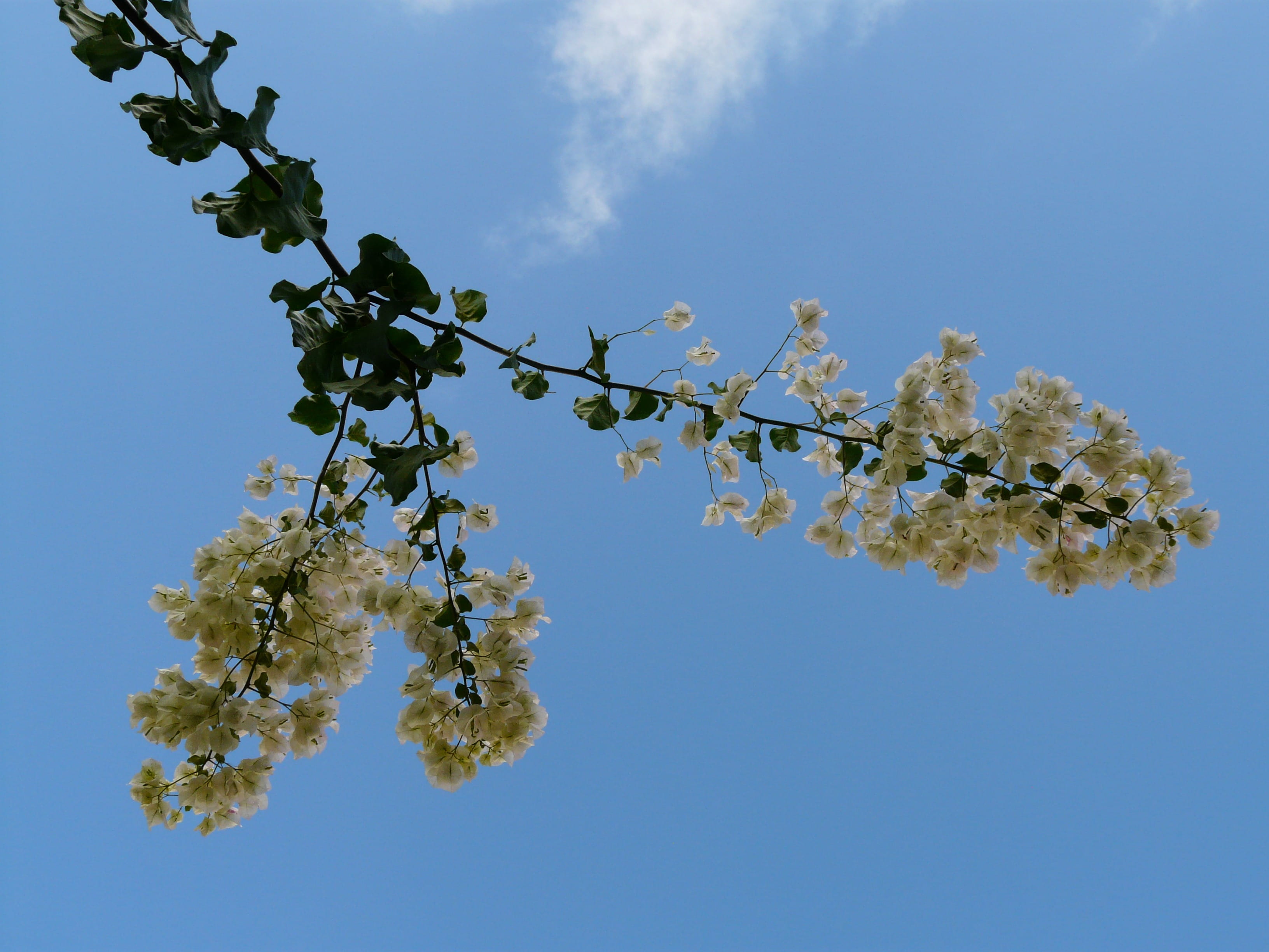 growth, four oclock plant, clear sky, bush, bougainville, branch, beauty in nature, day, leaf, splendor, garden, nature, alive, cherry tree, kletterpfanze, HD Wallpaper