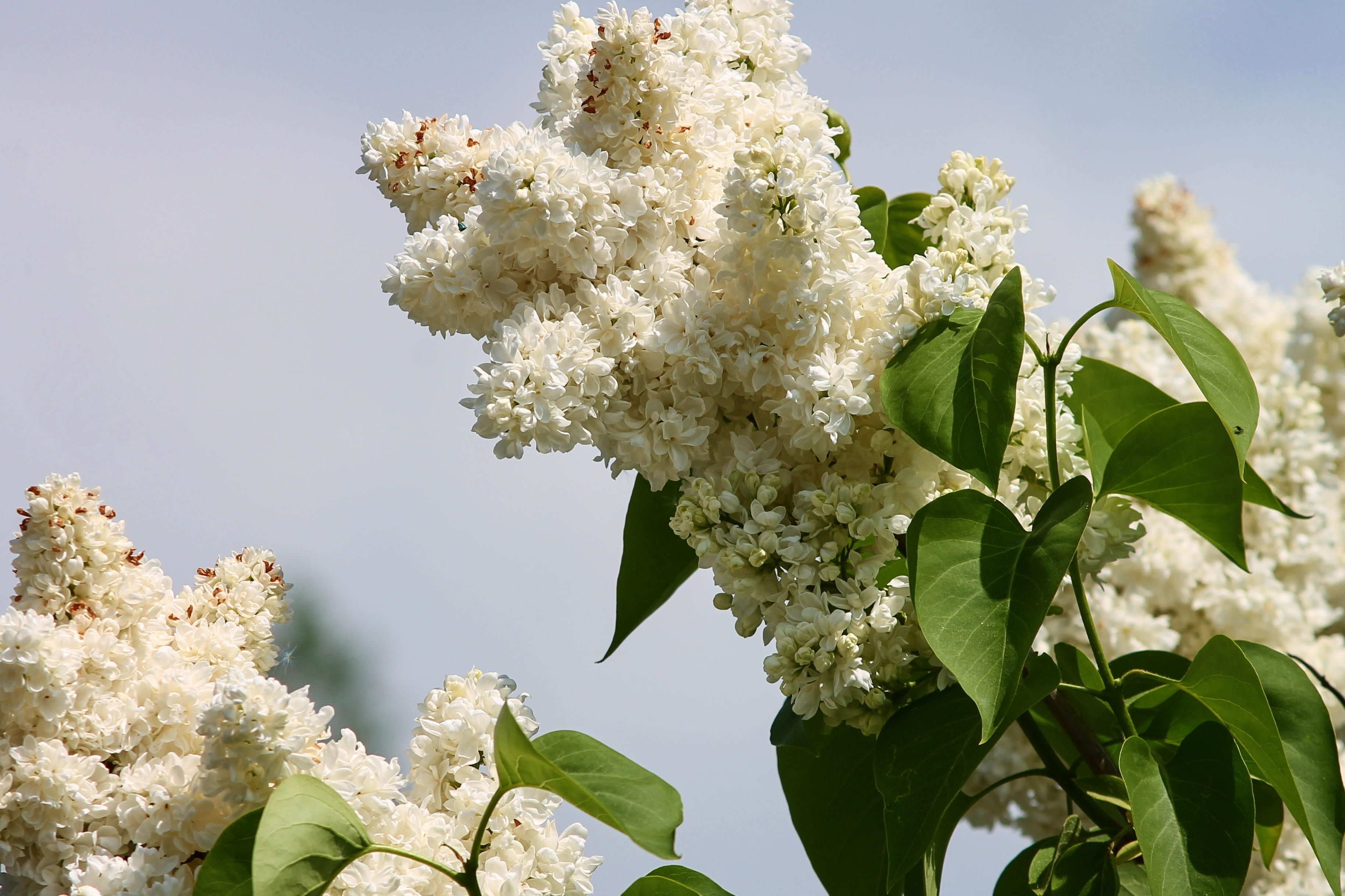 growth, white lilac, outdoors, close up, plant part, leaf, lilac flower, white color, springtime, garden, beauty in nature, vulnerability, white flowers, HD Wallpaper