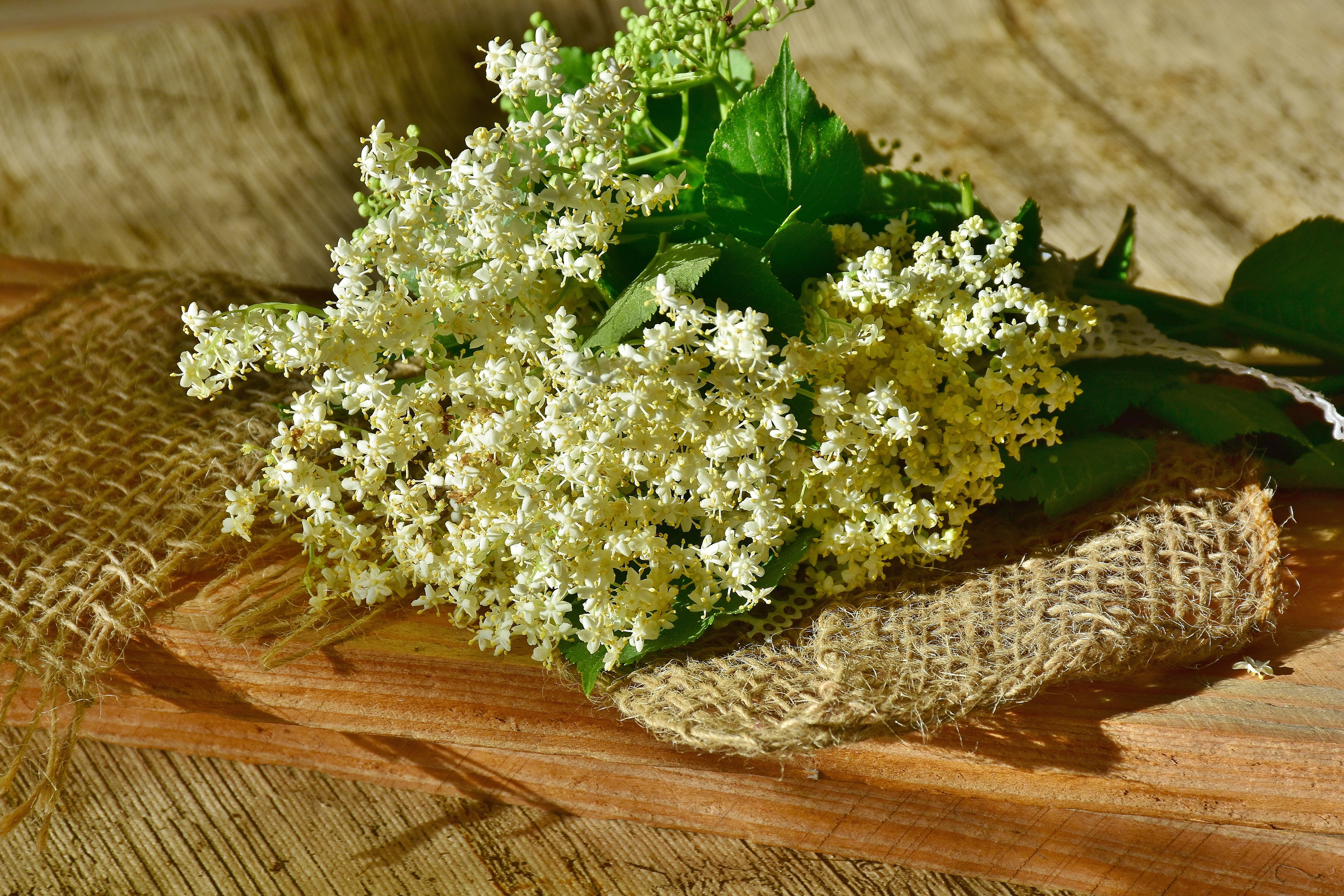 Elder, flower, holder, plant, sambucus, wellbeing, holder bush, flowering plant, White, leaf, sambucus nigra, green color, wood - material, Elderflower, HD Wallpaper