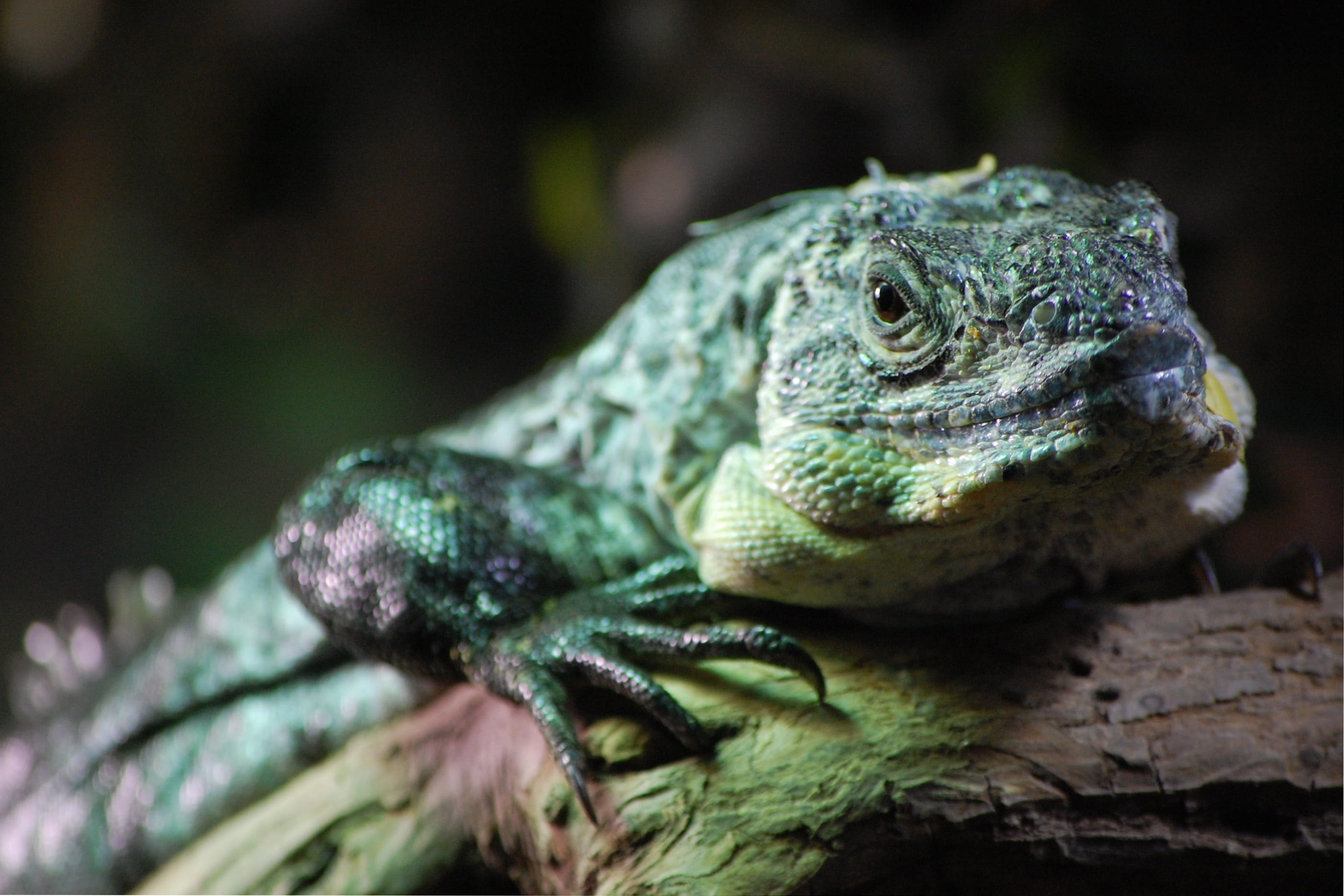 animal eye, ecology, vertebrate, plant, skin, animal scale, day, Jungle, claws, portrait, Lizard, no people, animal body part, environment, outdoor, wild, HD Wallpaper