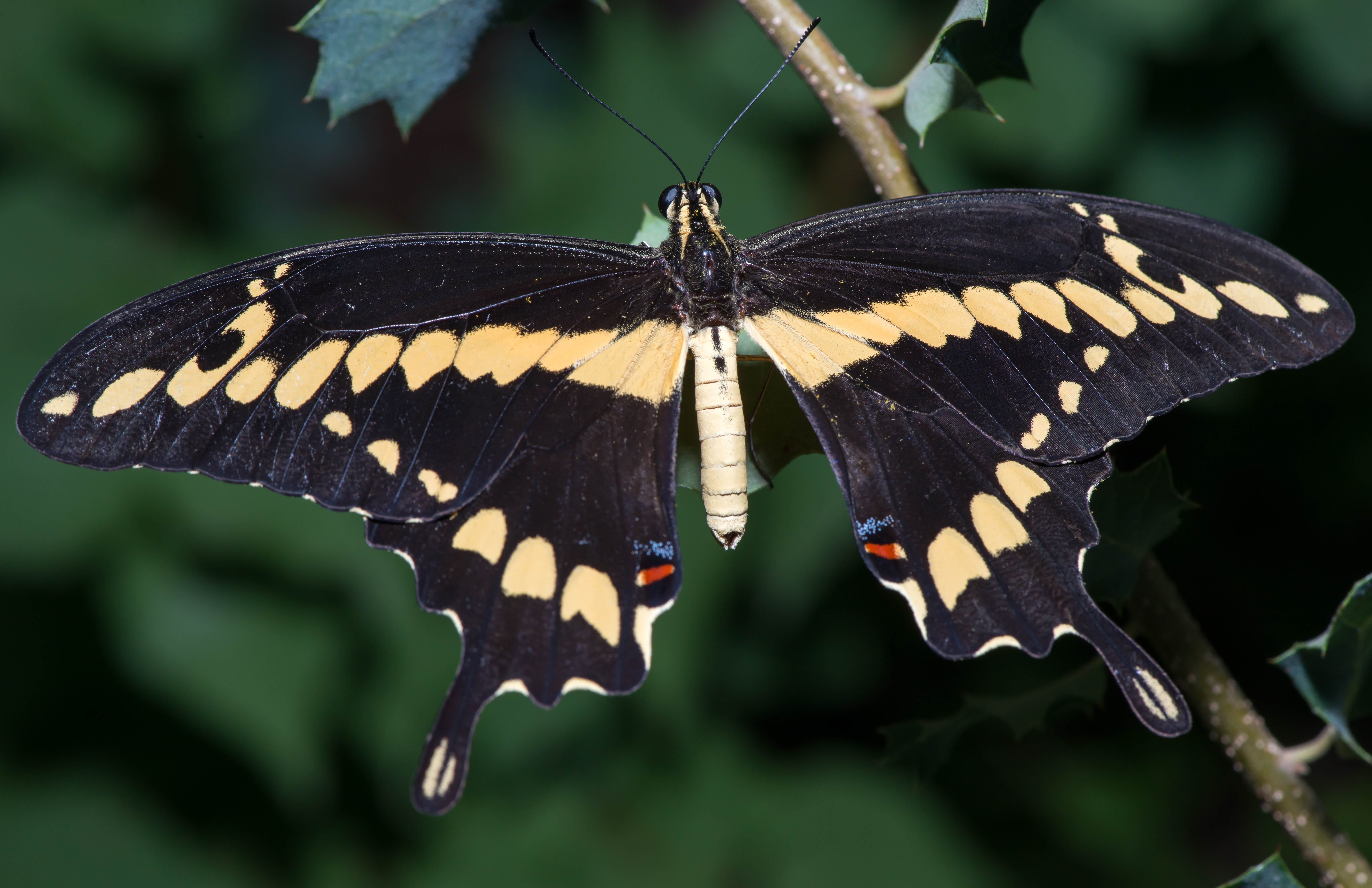 animal wildlife, antenna, day, full length, butterfly - insect, butterfly, collection, one animal, animal wing, natural pattern, nature, flower, garden, HD Wallpaper