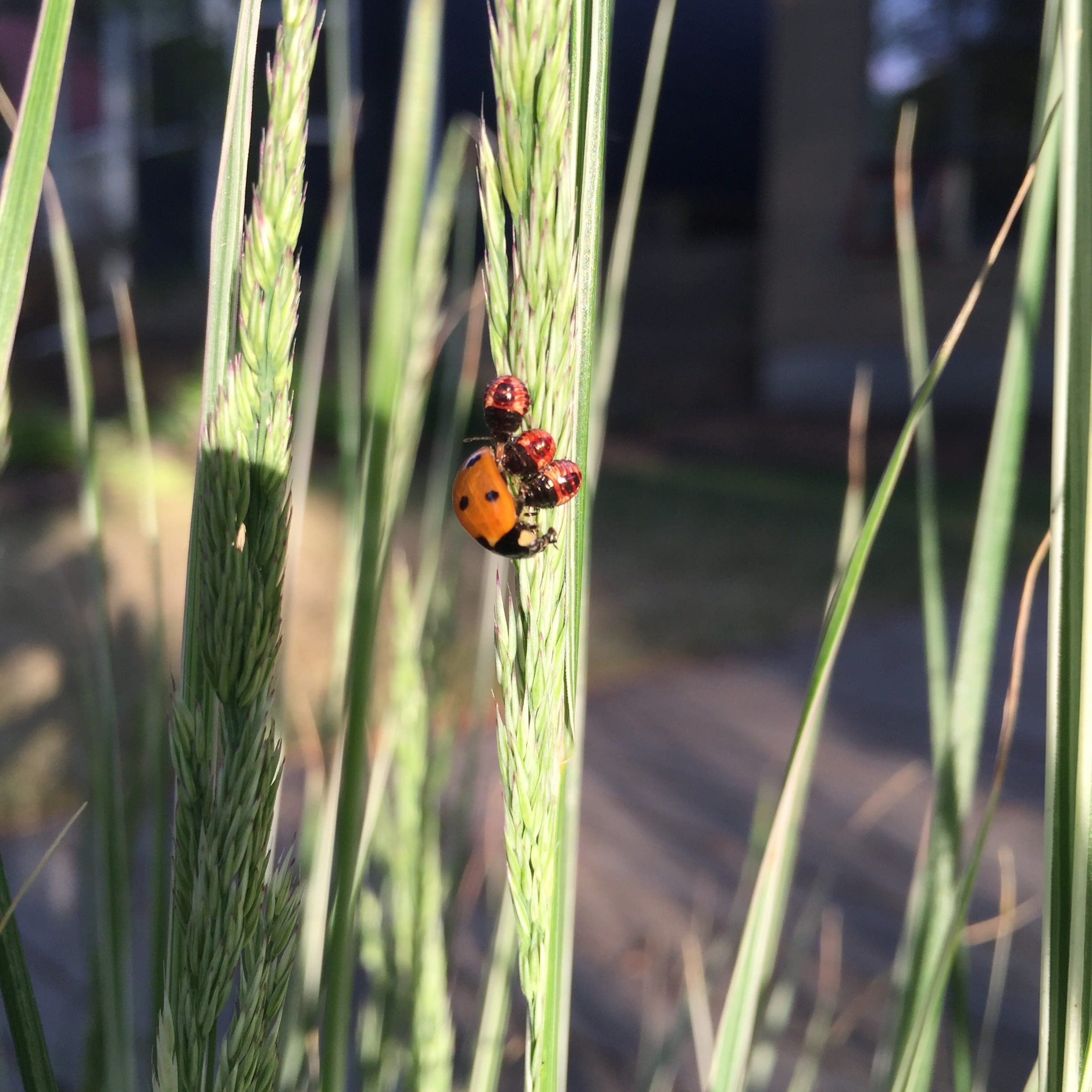 animal wildlife, green Color, day, 1080P, beauty In Nature, focus on foreground, flower, close-up, leaf, growth, spotted, summer, invertebrate, Nature, Phone HD Wallpaper