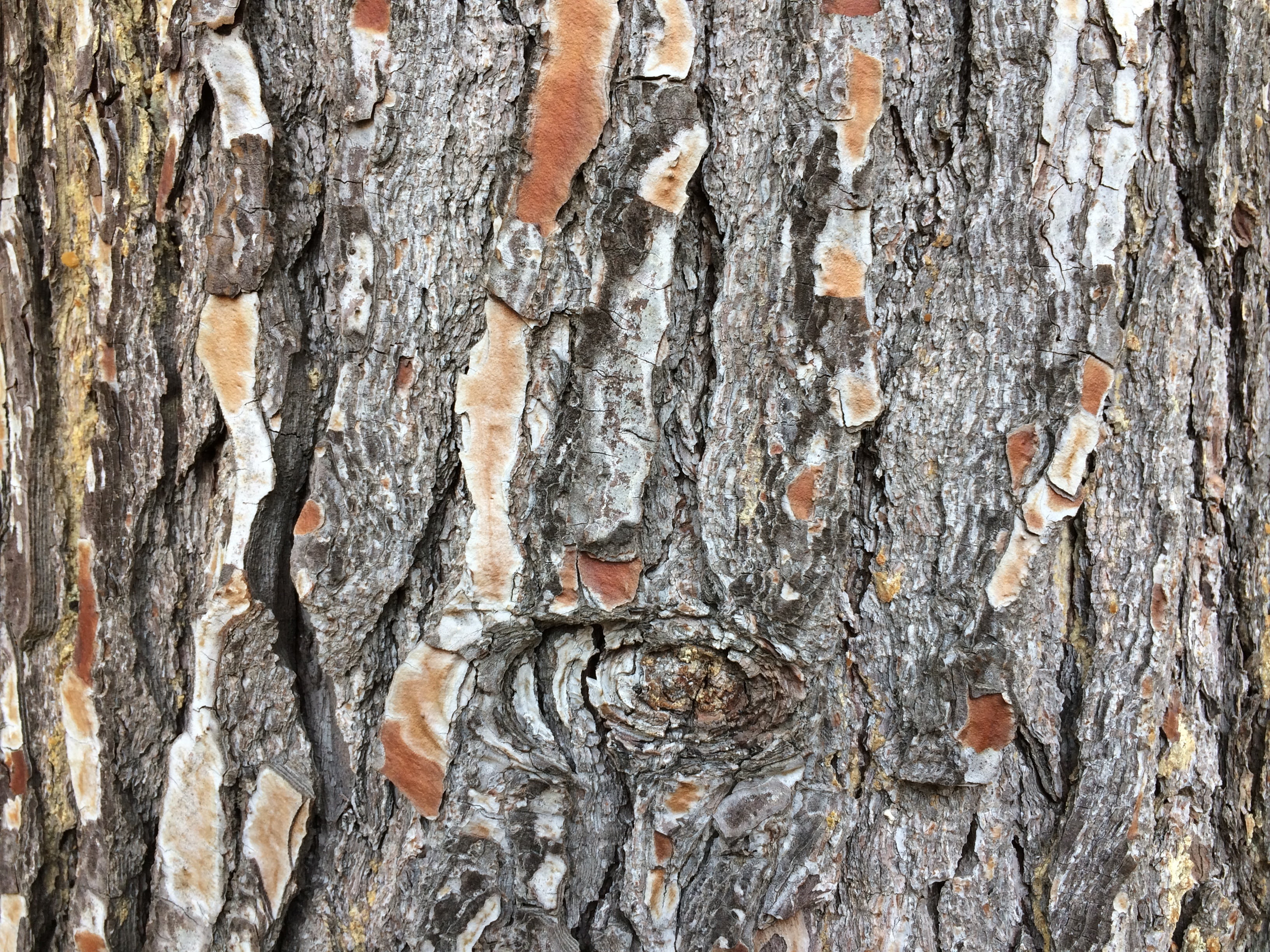 dry, tree, material, plant, rough, nature, growth, bark, surface, log, backgrounds, 2K, the tree is crying, wood - Material, fibers, day, grain, natural pattern, HD Wallpaper