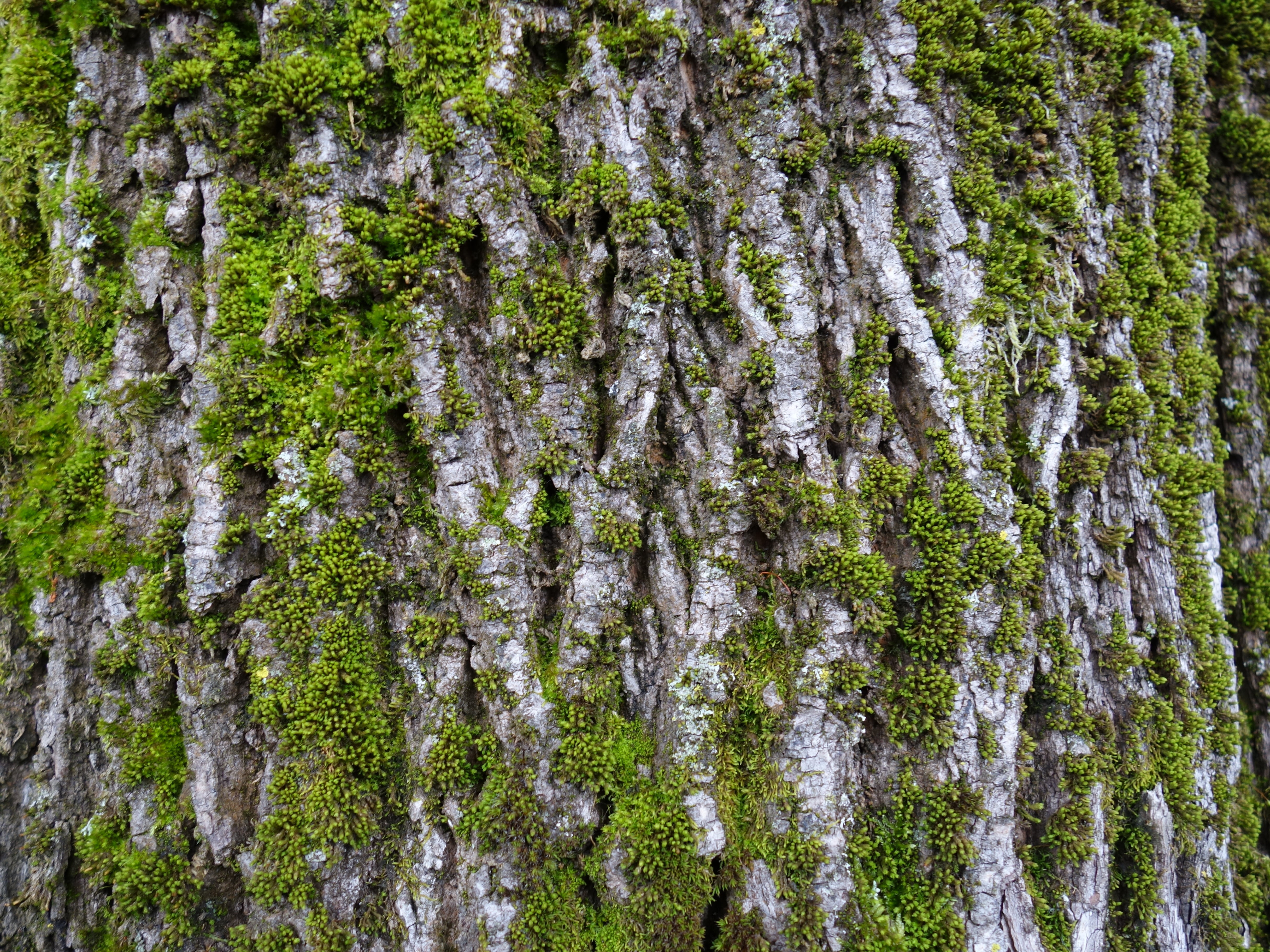 outdoors, leaf, tree trunk, land, green Color, pine tree, log, plant, growth, non-urban scene, tree, tranquility, bemoost, lichen, 4K, branch, moss, tranquil scene, HD Wallpaper