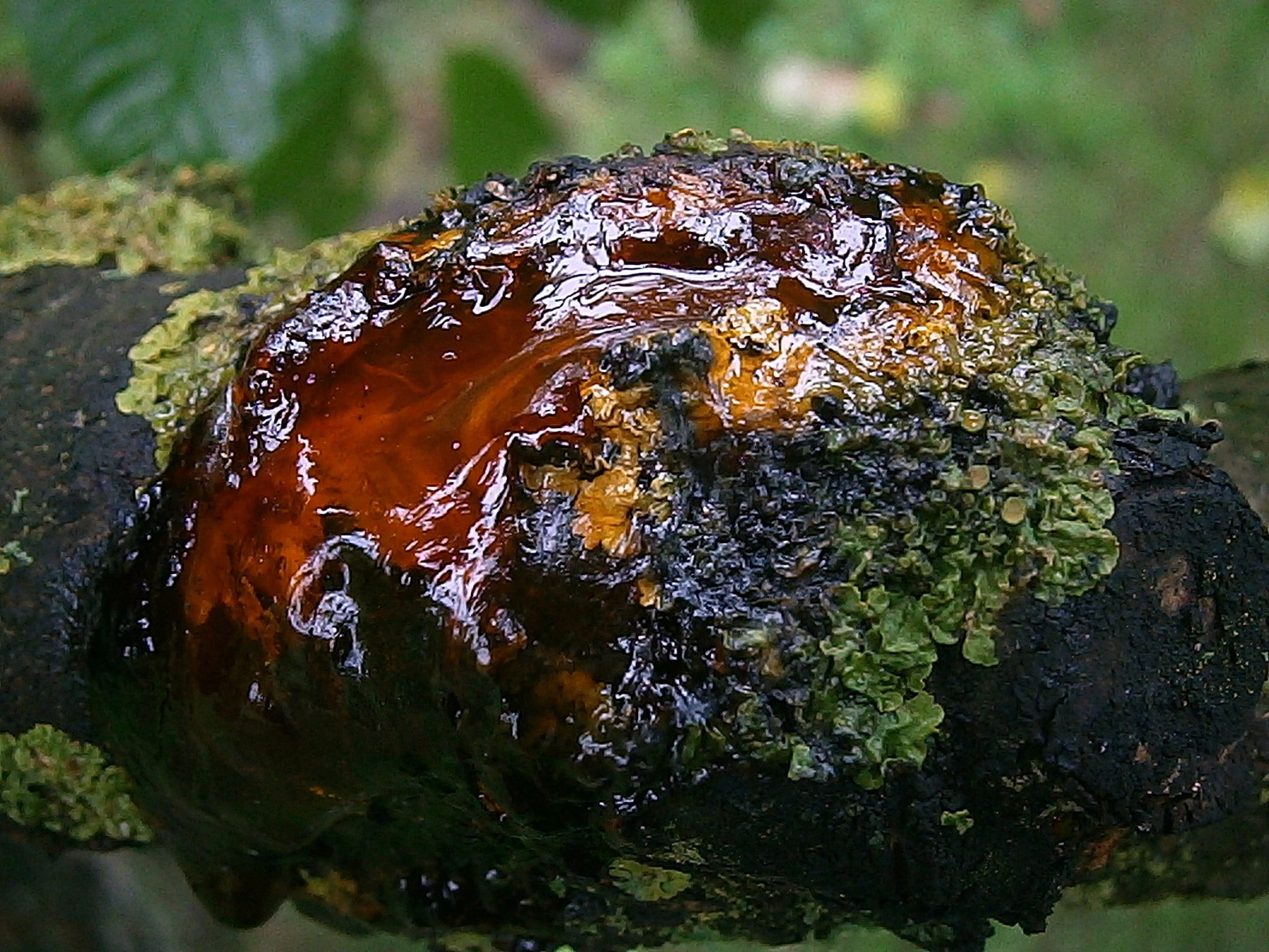 resin, high angle view, fruit tree, close, 1080P, log, land, no people, growth, moss, beauty in nature, wood, field, green color, gold, nature, bitumen, HD Wallpaper