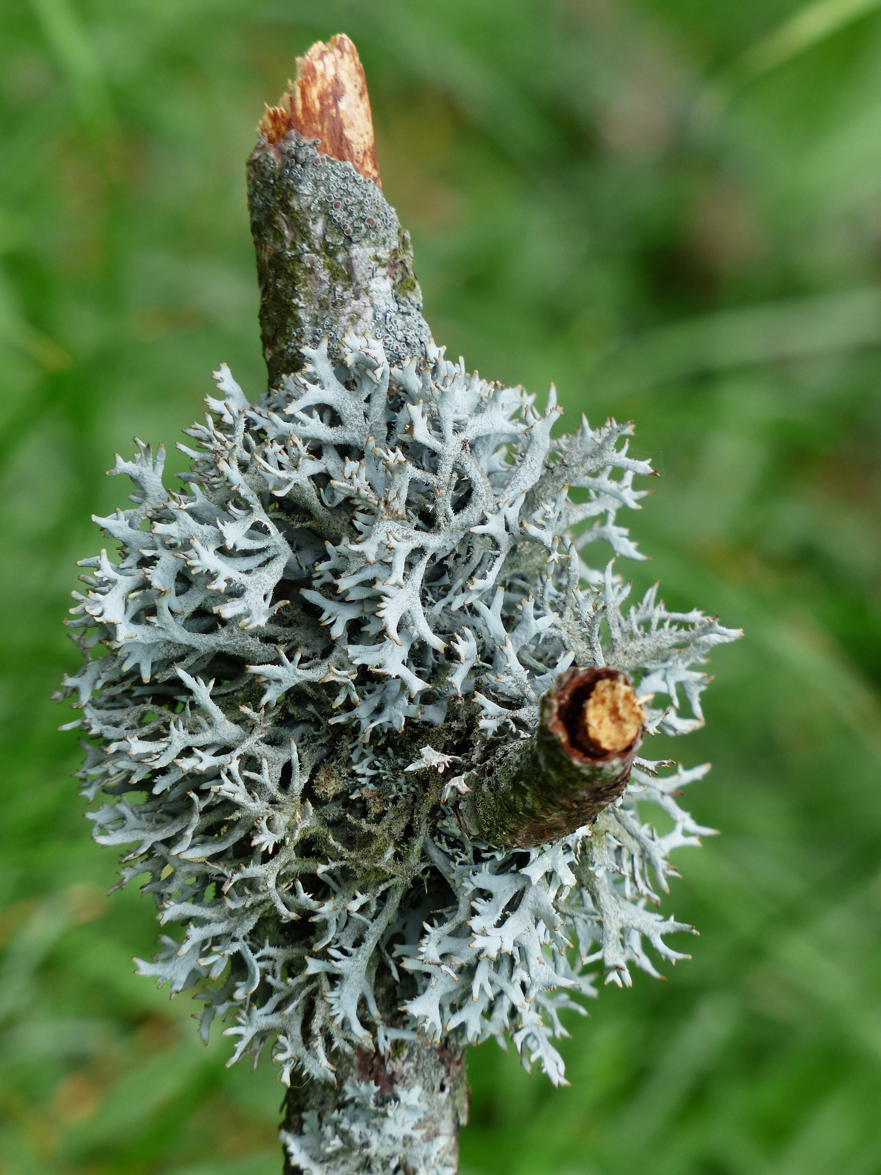 selective focus, focus on foreground, Tree Moss, pseudevernia furfuracea, flower, green color, animals in the wild, Lichen, tree, grey, animal wildlife, Phone HD Wallpaper