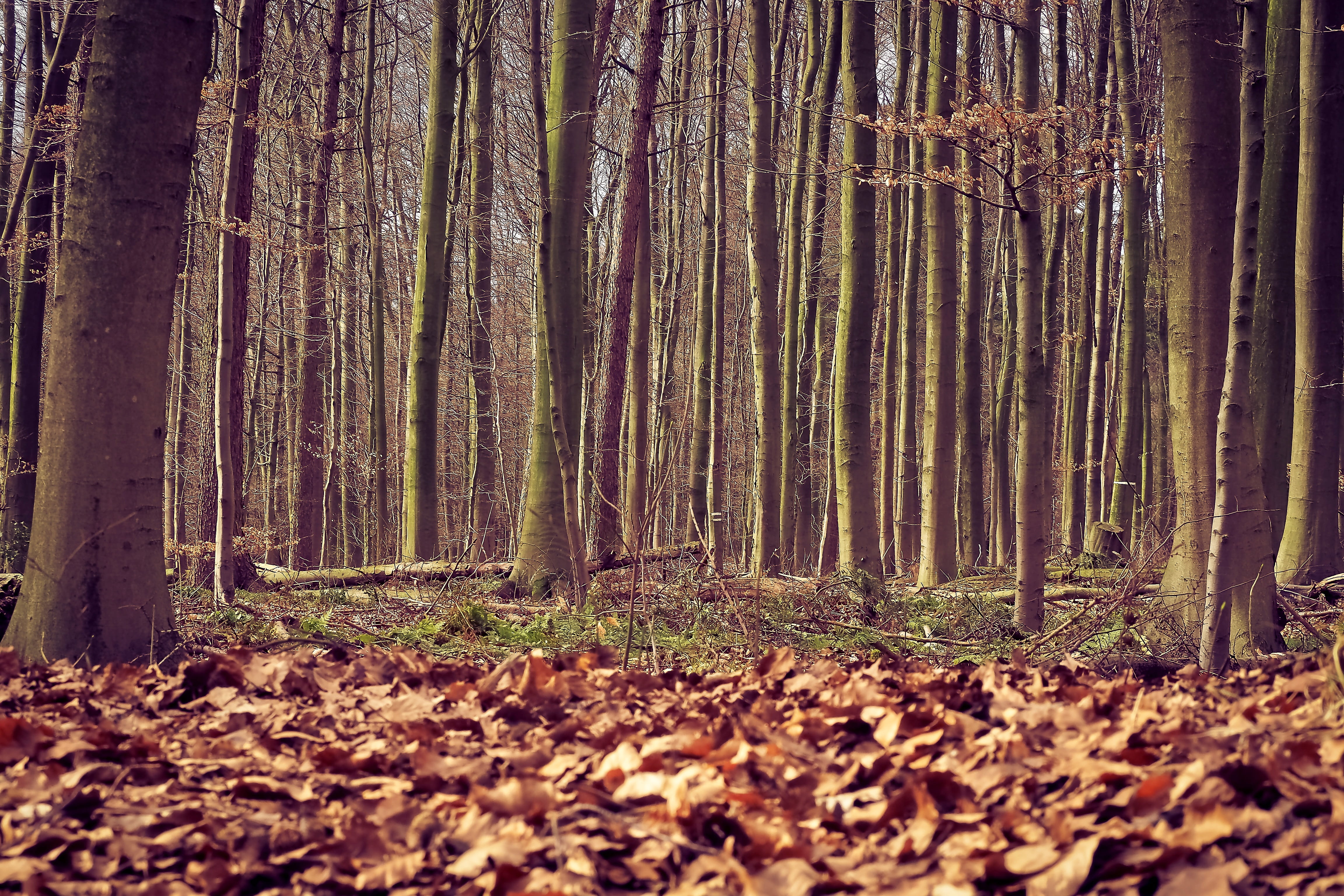 log, non-urban scene, trunk, day, tribe, no people, wood, tranquil scene, Forest, tree, forest dense, conifers, deciduous trees, outdoor, hiking, moss, HD Wallpaper