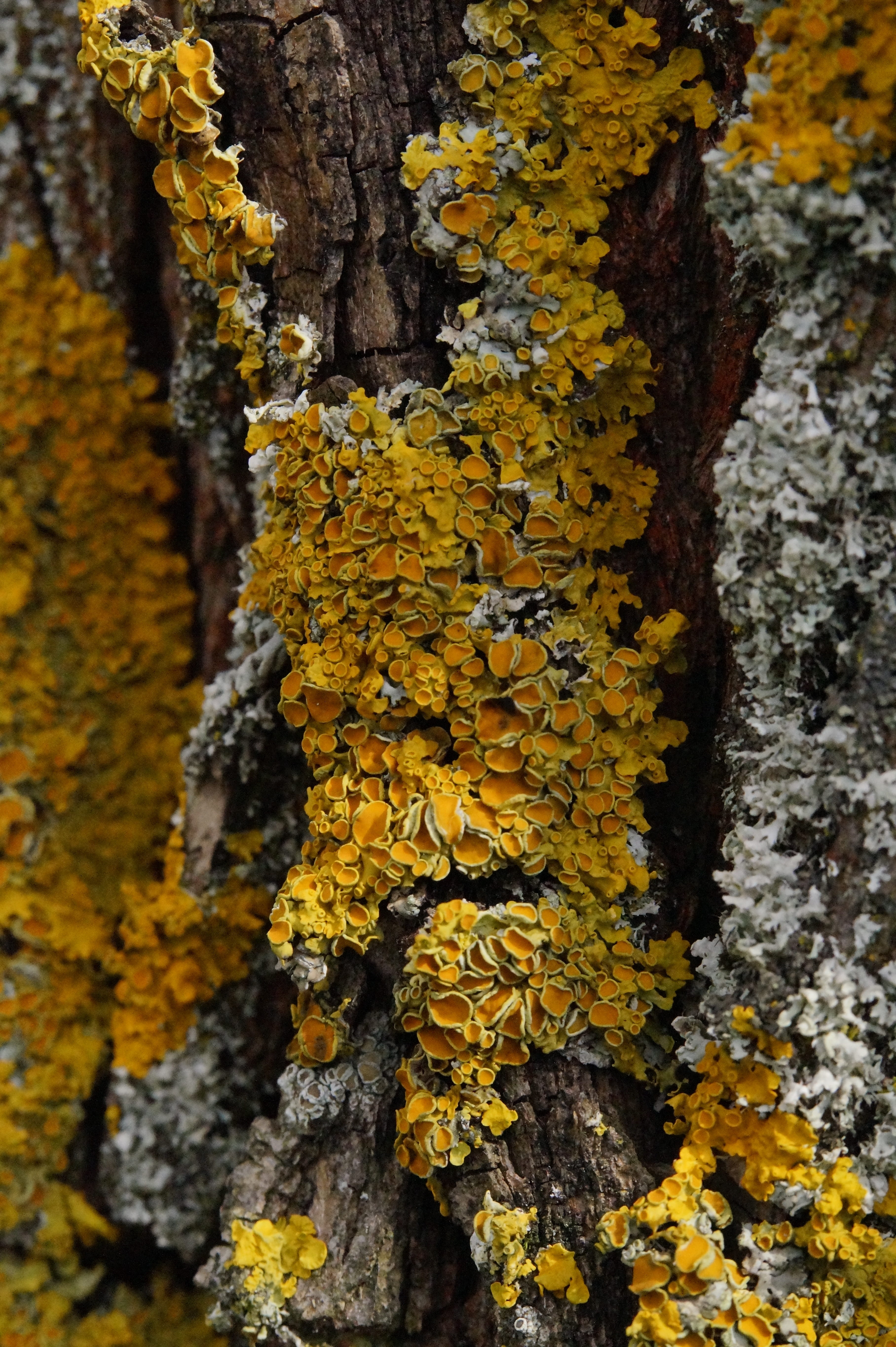 tree trunk, close-up, vulnerability, tree, 5K, growth, plant, lichen, textured, bark, of course, beauty in nature, day, yellow, close up, moss, tree bark, Phone HD Wallpaper