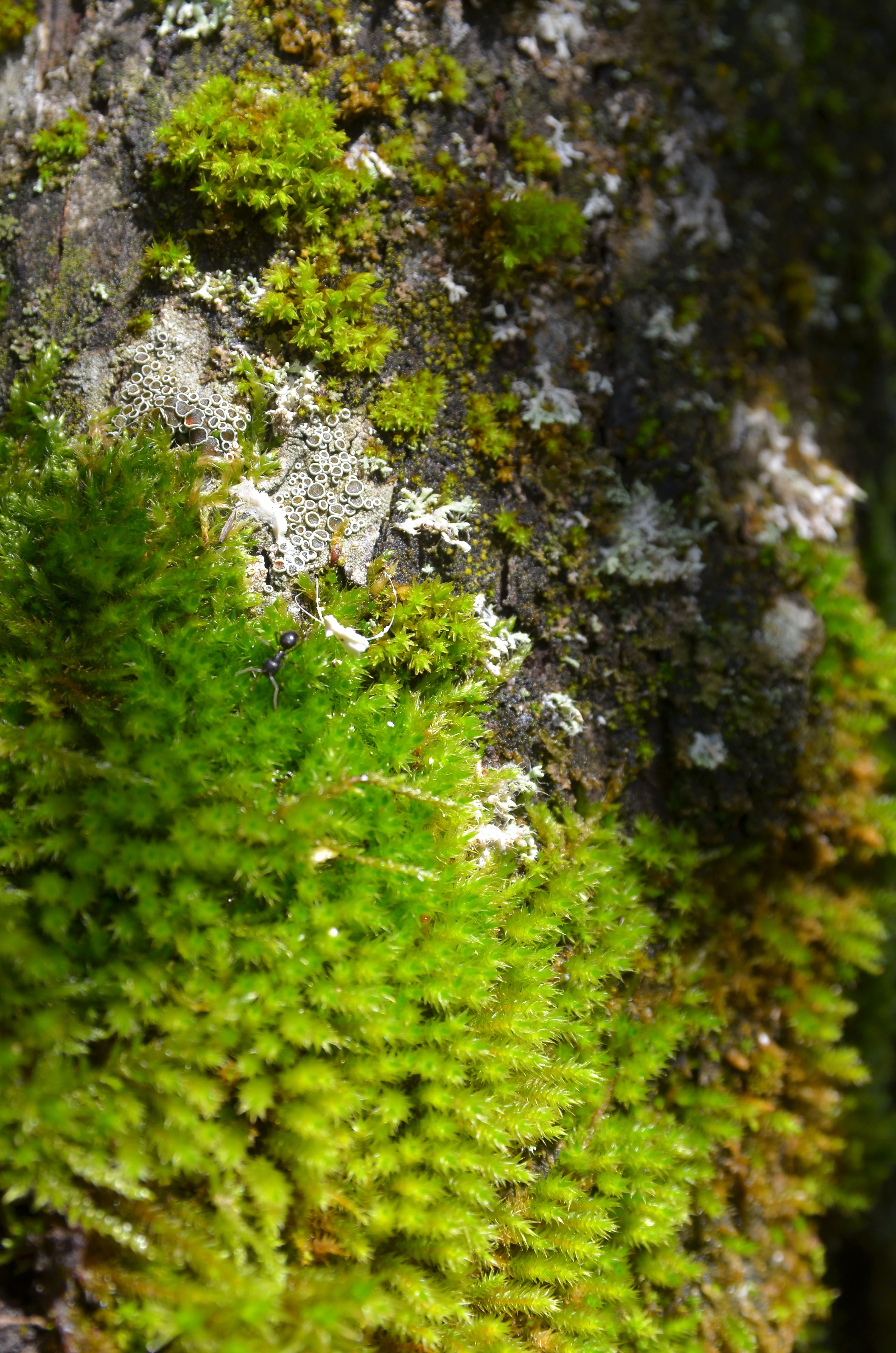 nature, log, house, beauty in nature, wood, solid, close up, outdoors, rock, tree bark, day, lichen, plant, growth, tribe, selective focus, 4K, green color, Phone HD Wallpaper