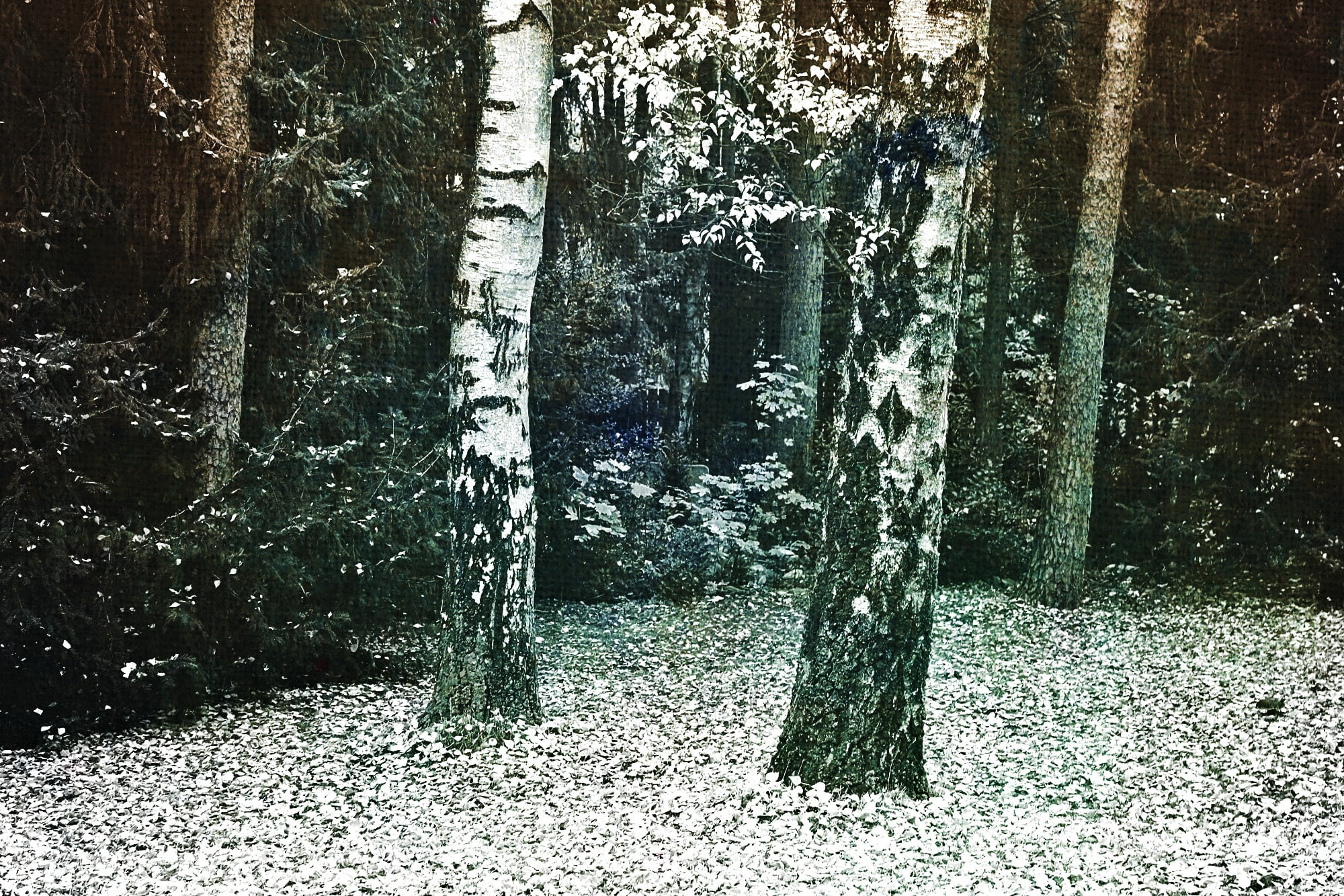 land, effect, non-urban scene, woodland, sunlight, tree trunk, wood, grey, tranquil scene, landscape, black and white, birch trunk, day, leaves, birch, HD Wallpaper